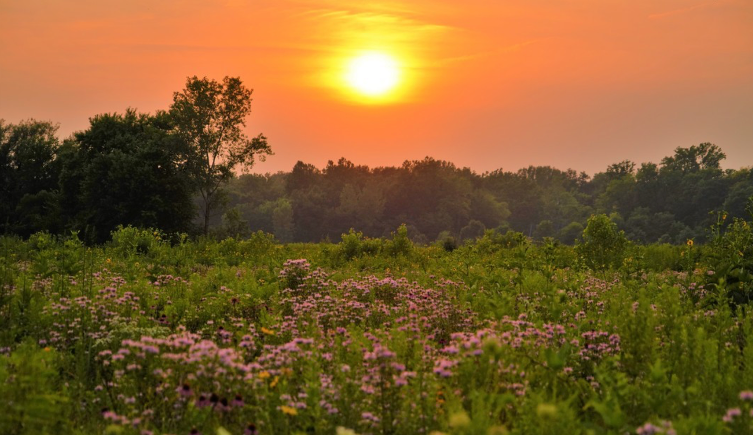 Dramatic sunset over a field of wildflowers with orange sky and silhouetted trees.