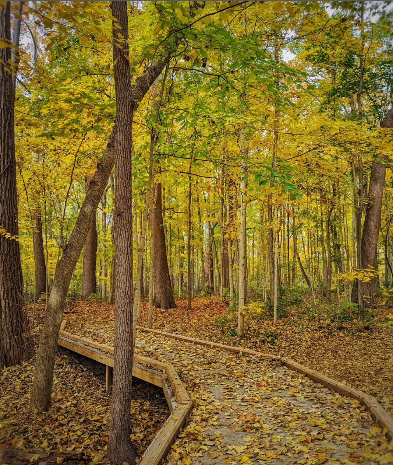 Wooden boardwalk through autumn forest with golden yellow leaves covering the ground.