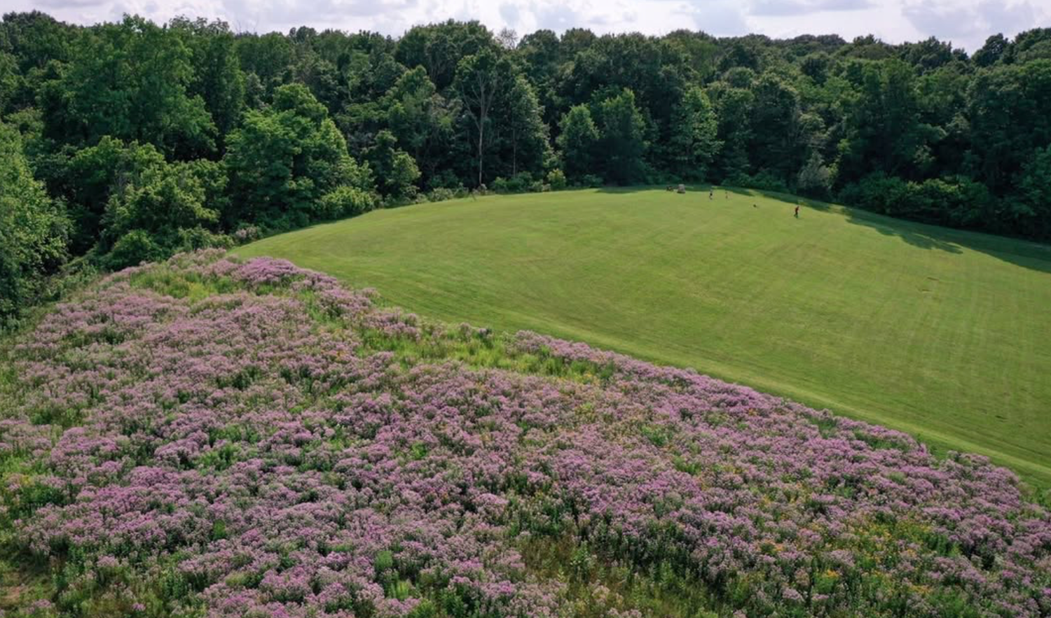 A scenic landscape with purple heather flowers blooming next to a green grassy field surrounded by trees.