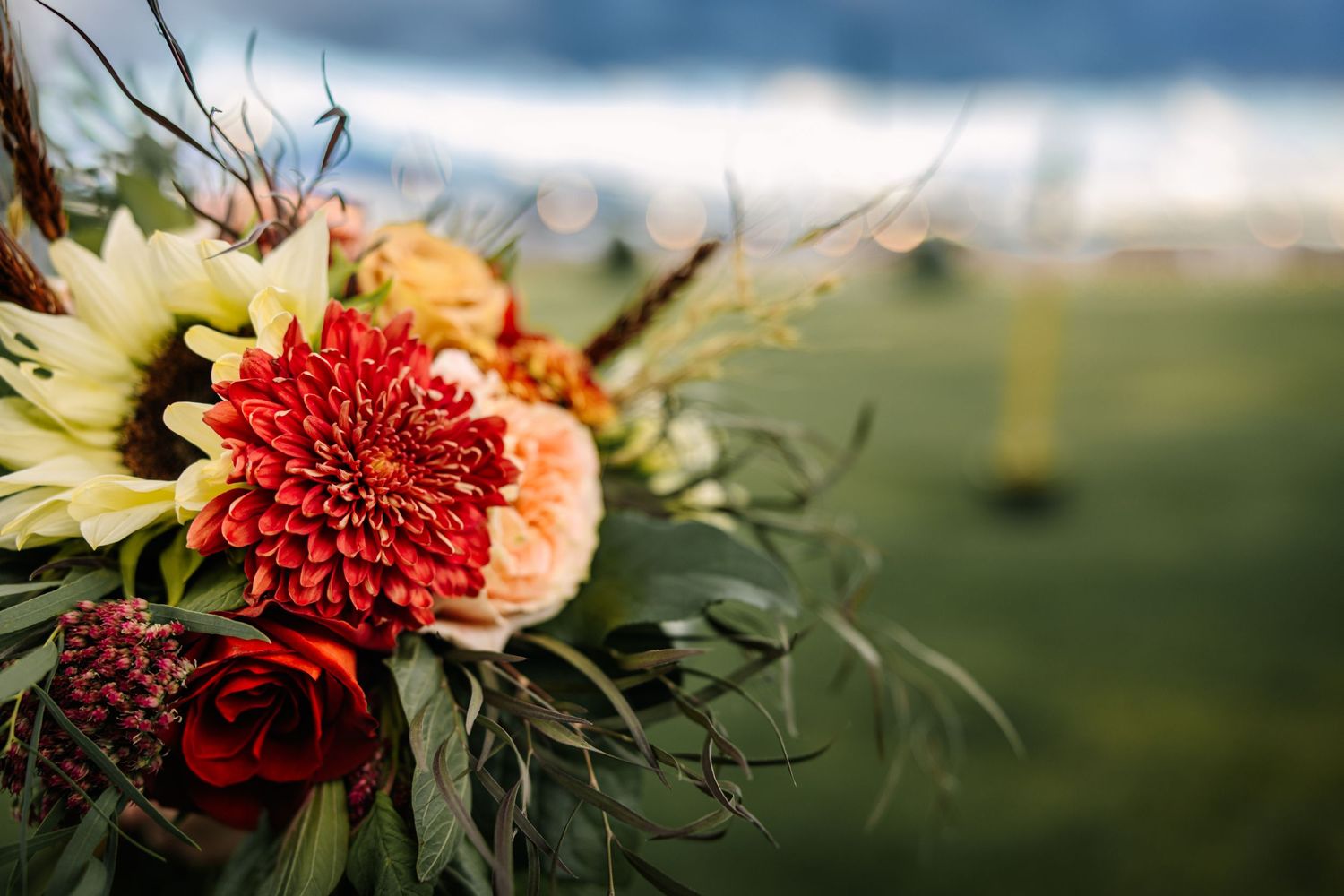 A vibrant red dahlia flower blooms in a garden with blurred green foliage in the background.