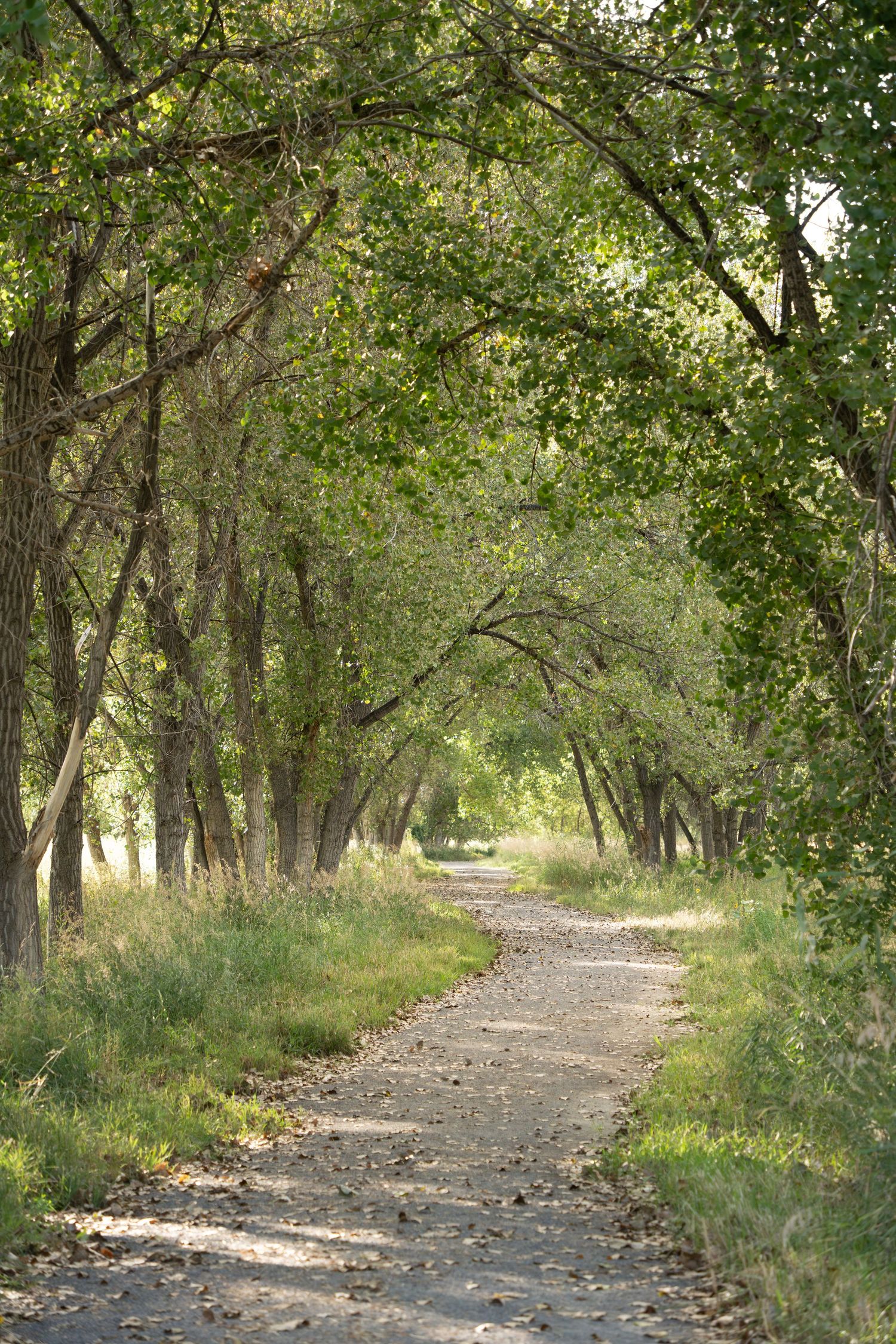 A winding dirt path leads through a tranquil forest grove with dappled sunlight filtering through green tree canopies.