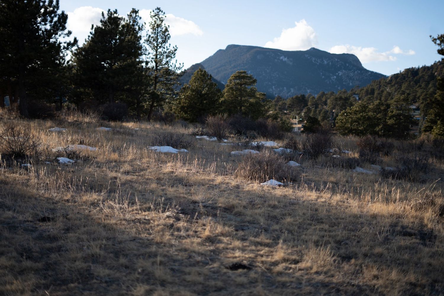A panoramic view of a mountainous landscape with pine trees and dry grass in the foreground.