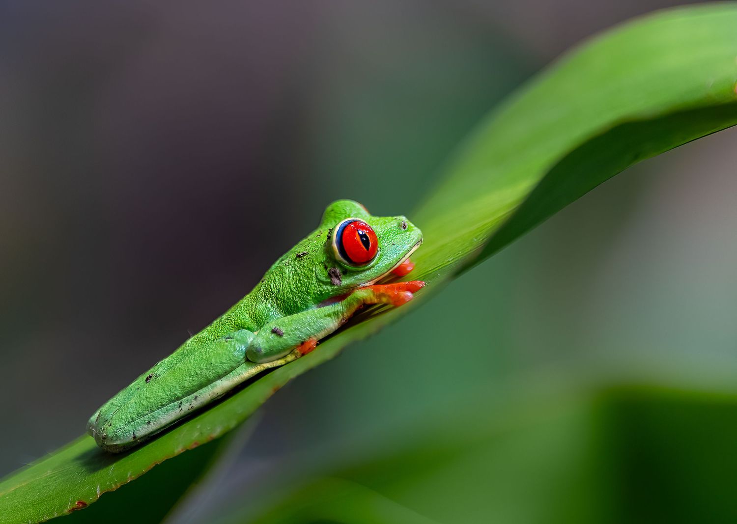 Red Eye Tree Frog, RIncon Tenario, Costa Rica