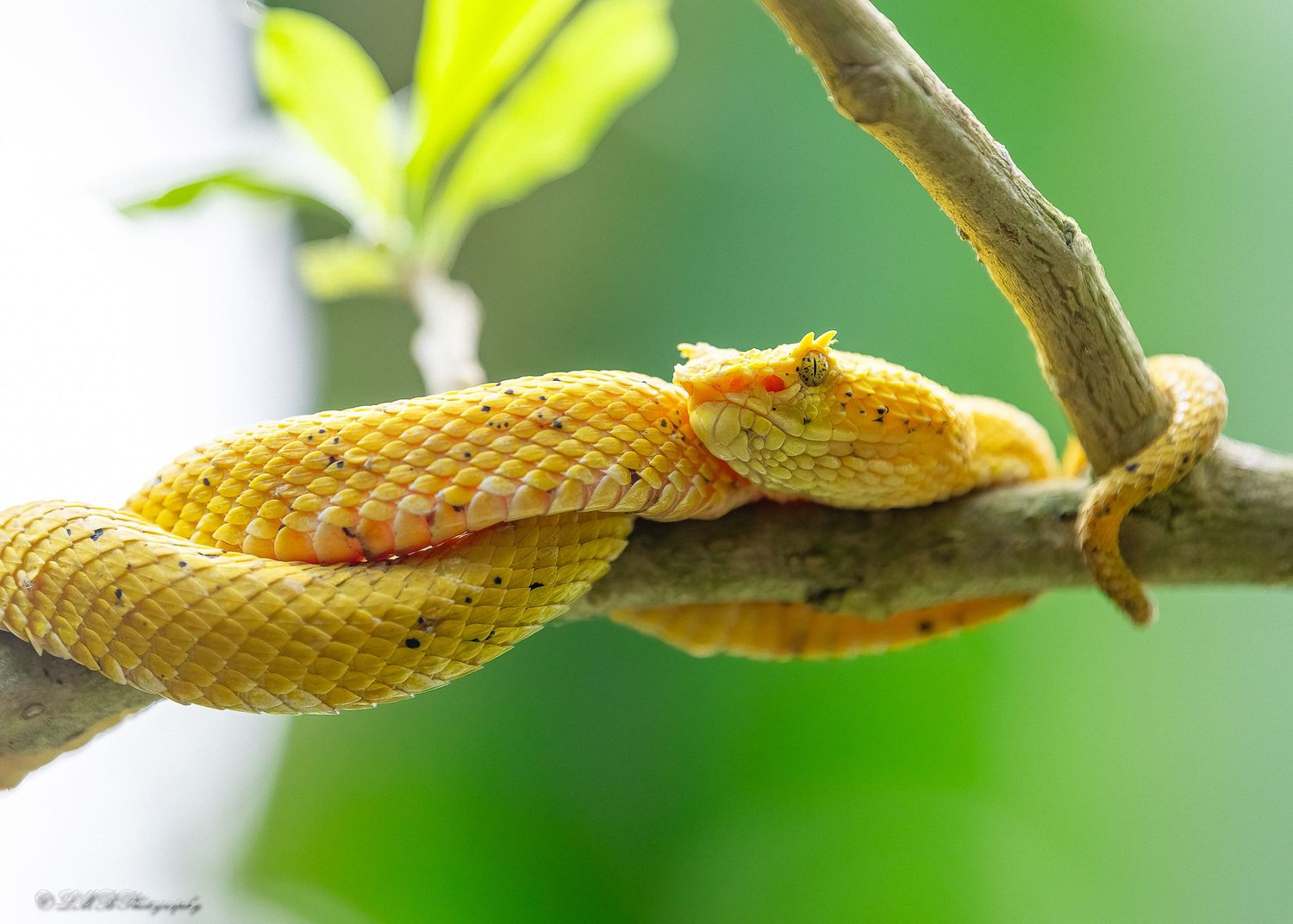 Eyelash Pit Viper, Rincon Tenorio, Costa Rica