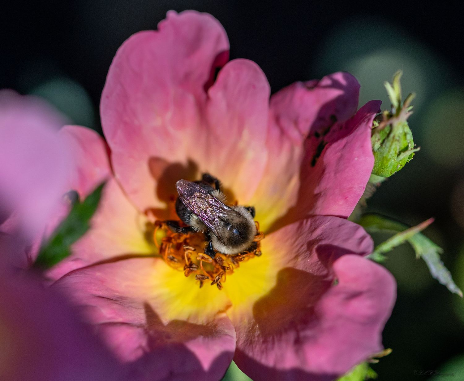 Bee on tea rose