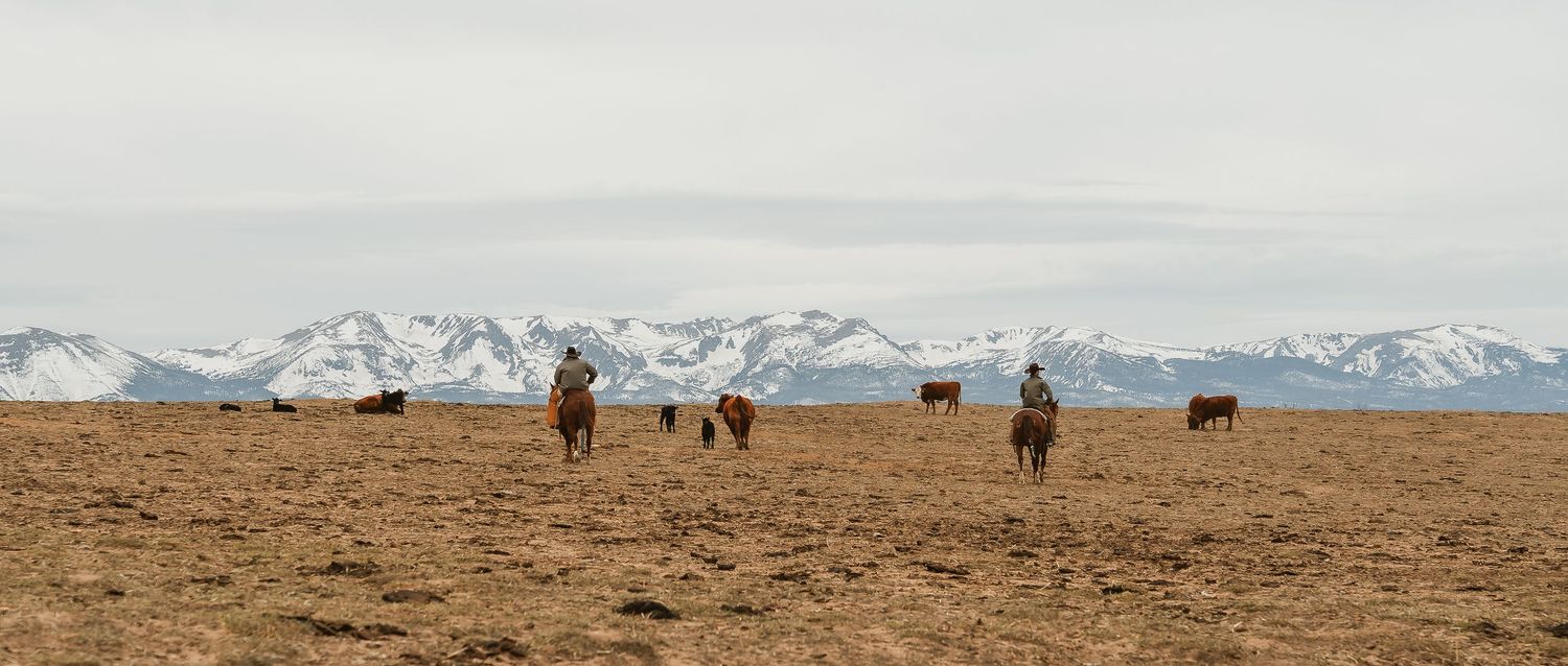 Two cowboys herding cattle across vast open plains with snow-capped mountains in the background.