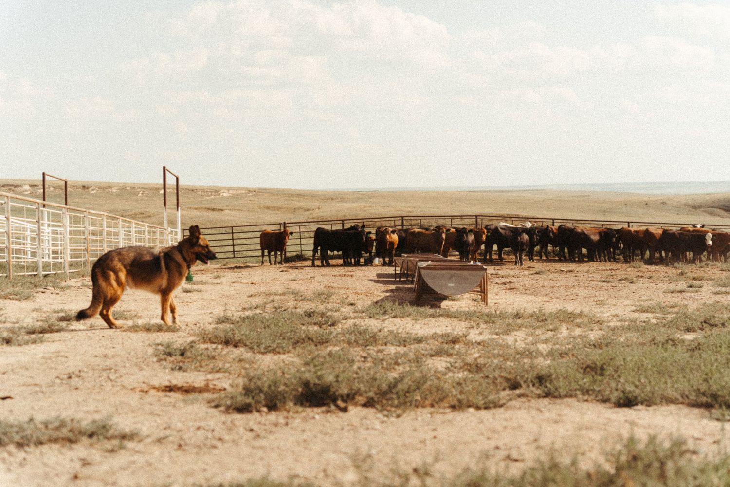 German Shepherd dog standing near cattle herd on a vast open ranch with fencing under a cloudy sky.