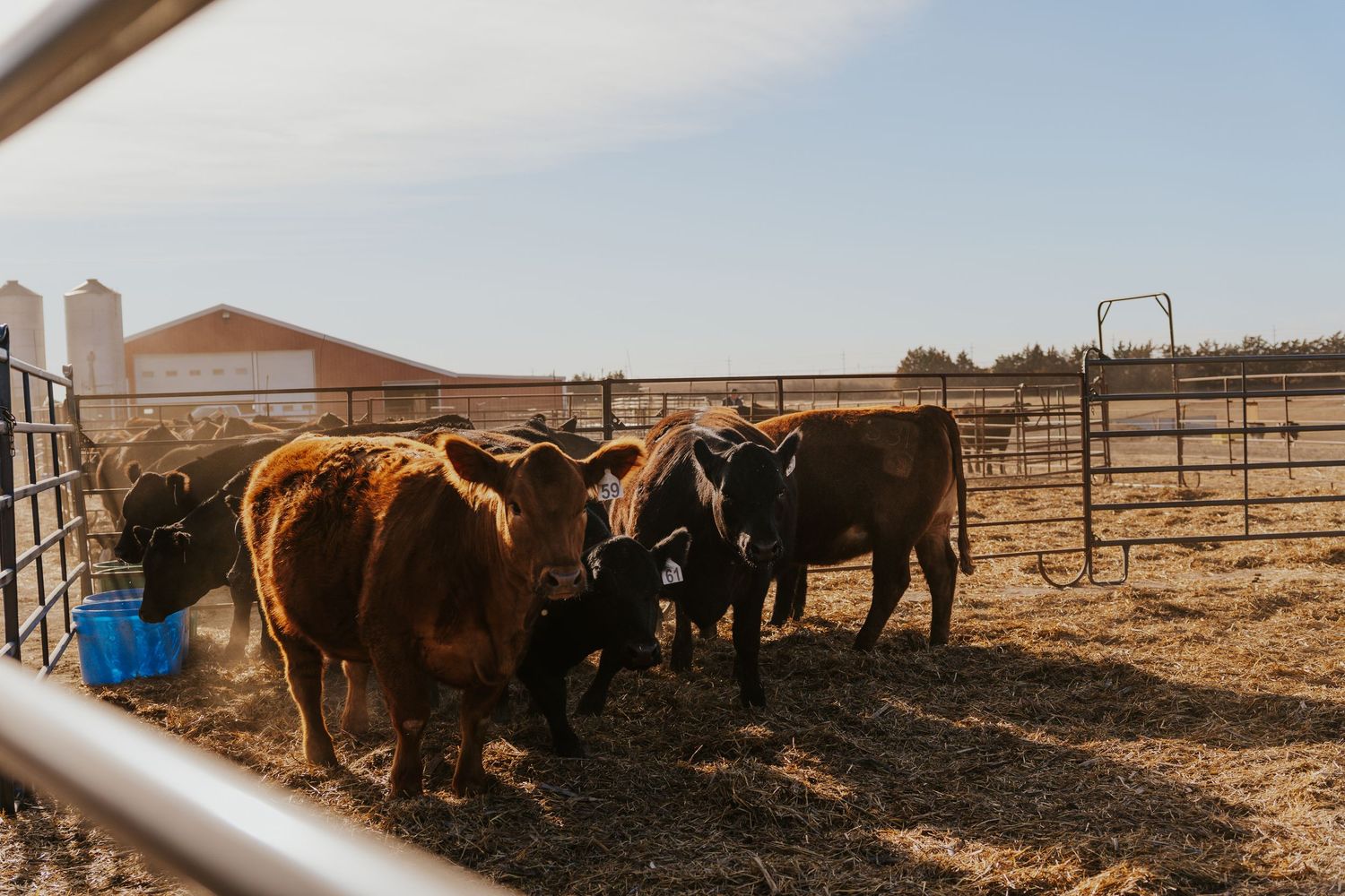 Cattle standing together in a metal farm pen on a sunny day with a red barn visible in the background.