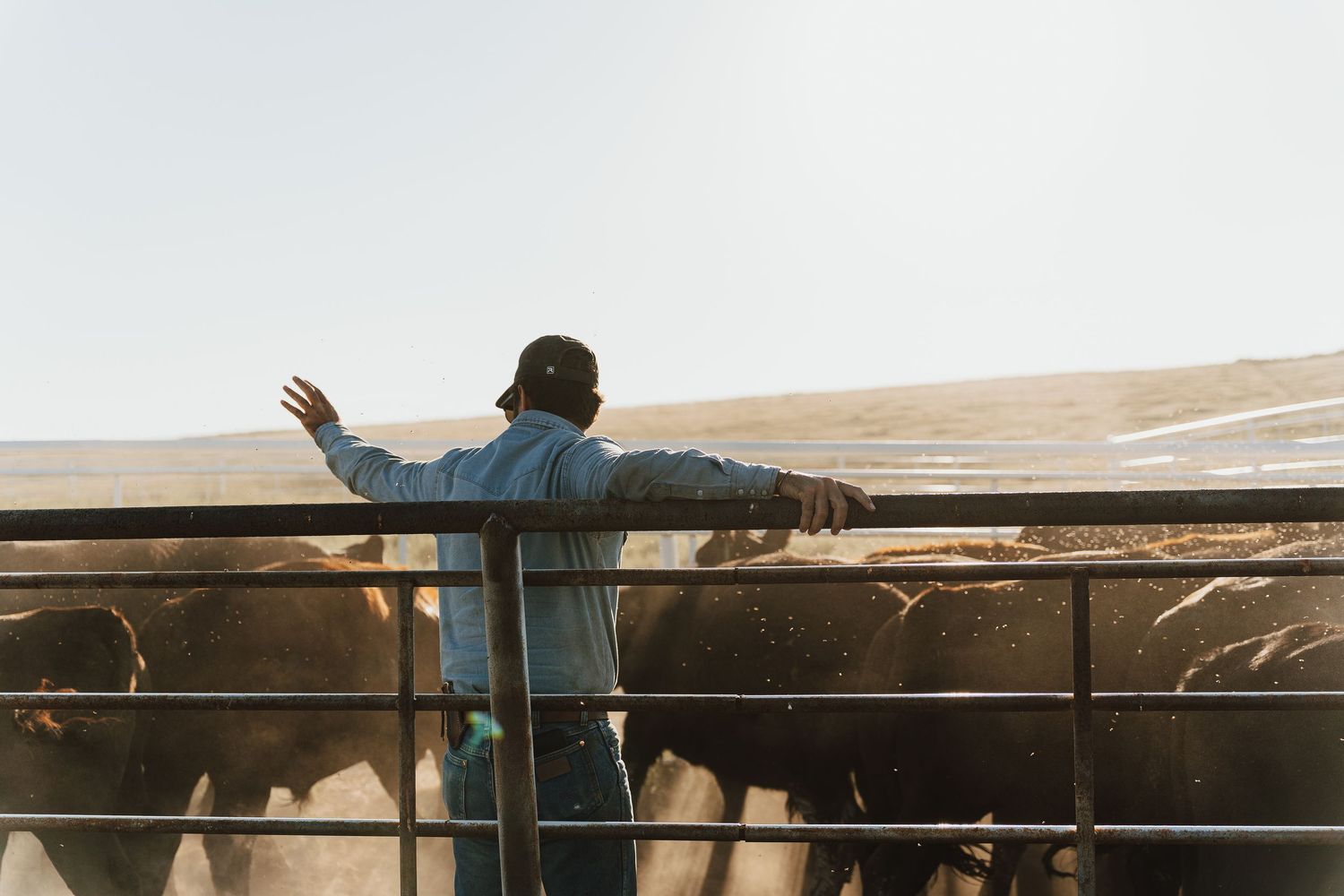 Farmer in denim jacket leaning on metal gate overseeing cattle in an open ranch feedlot under a pale sky.
