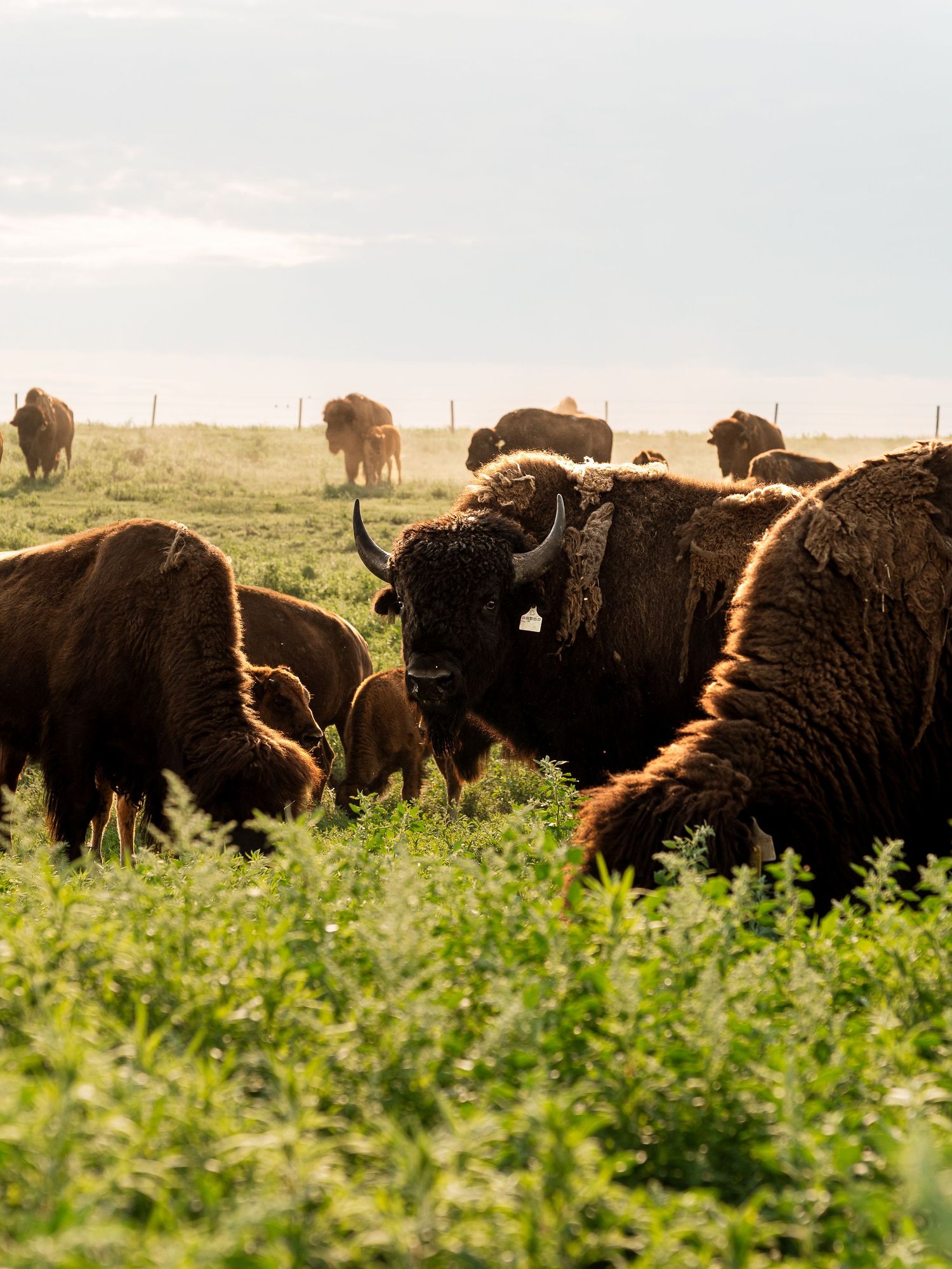 A herd of bison grazing in a lush green field under a cloudy sky on an open prairie.