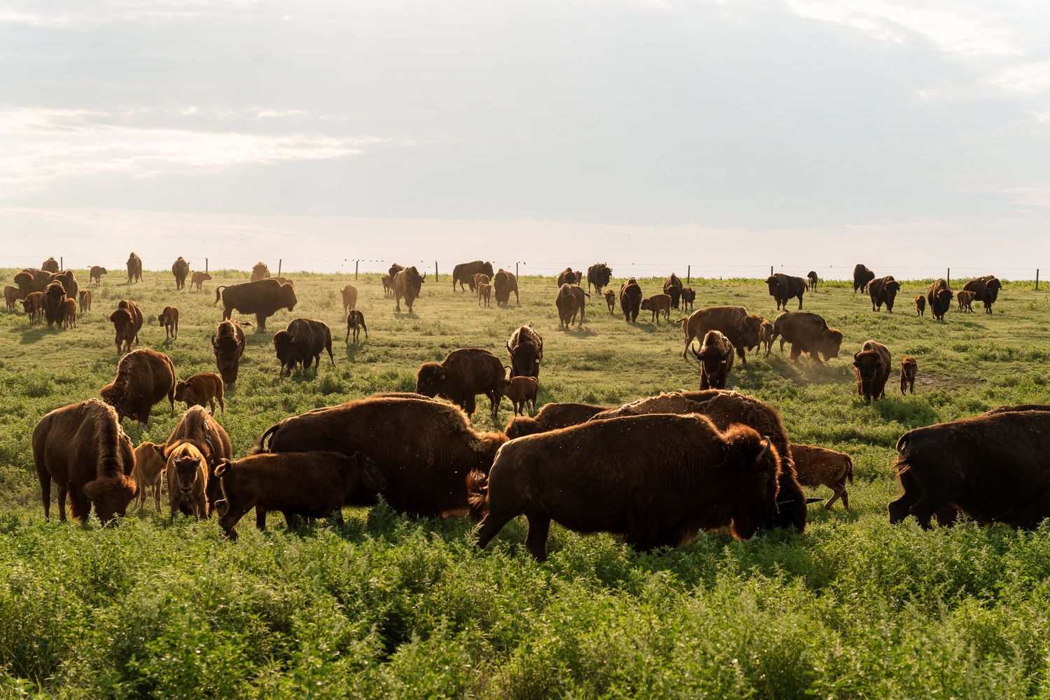 Large herd of bison grazing on lush green prairie grasslands under a cloudy sky at sunset.