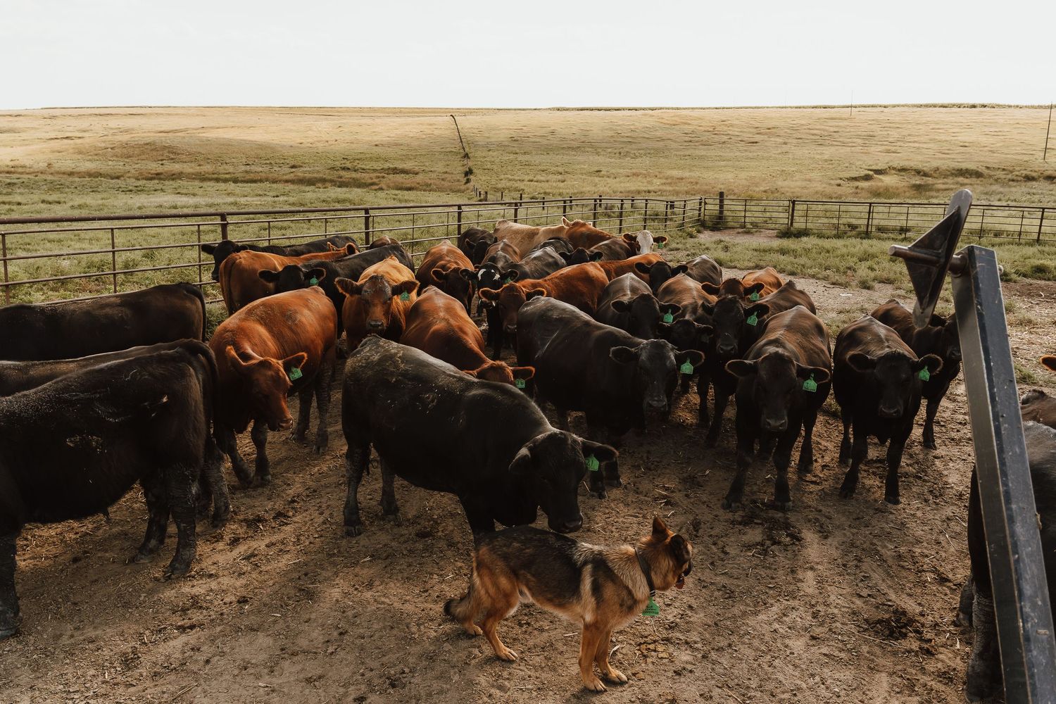A herding dog manages a group of black and brown cattle in a dusty ranch pen with open fields in the background.