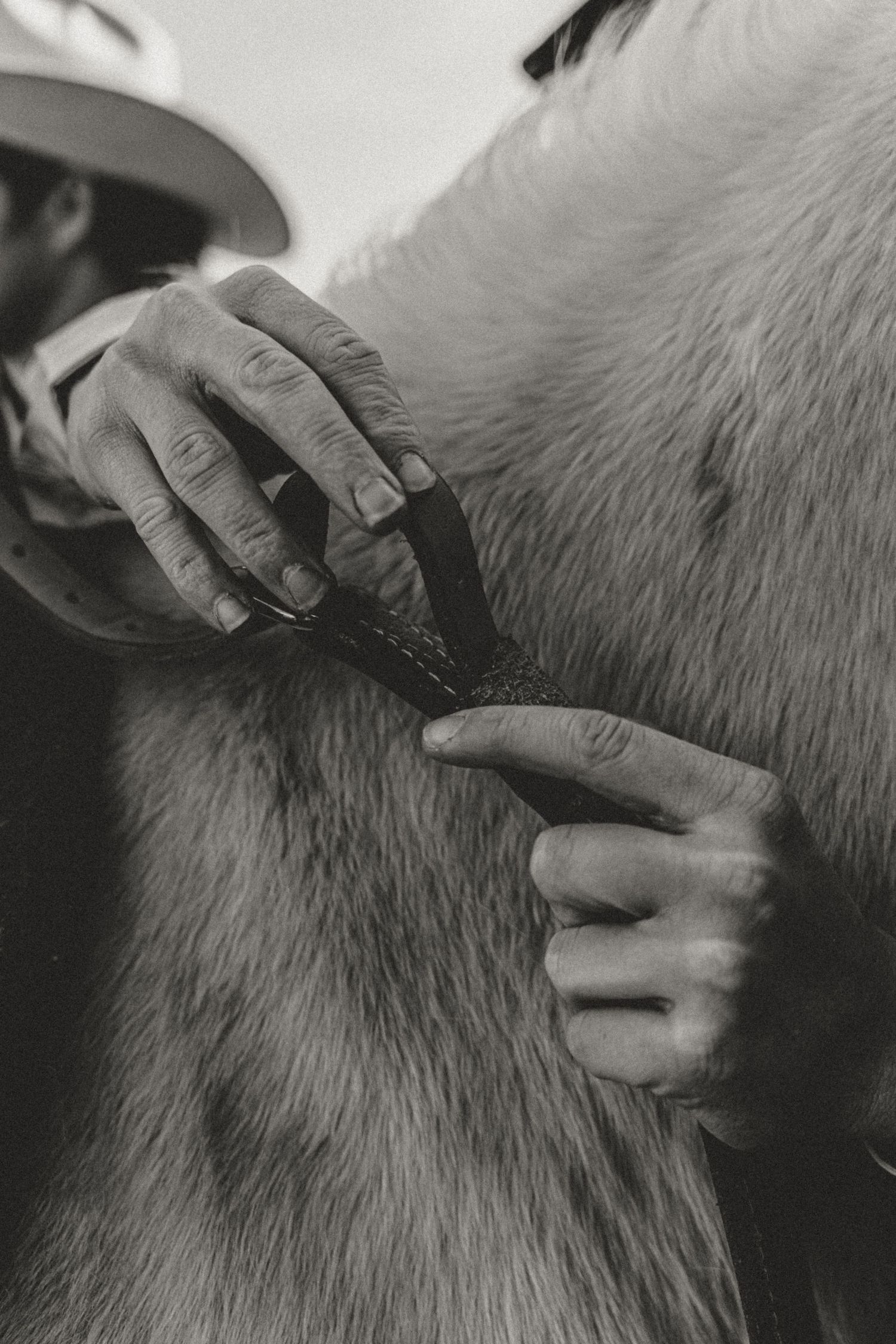 Black and white photo of a person in a cowboy hat grooming a horse with a comb.