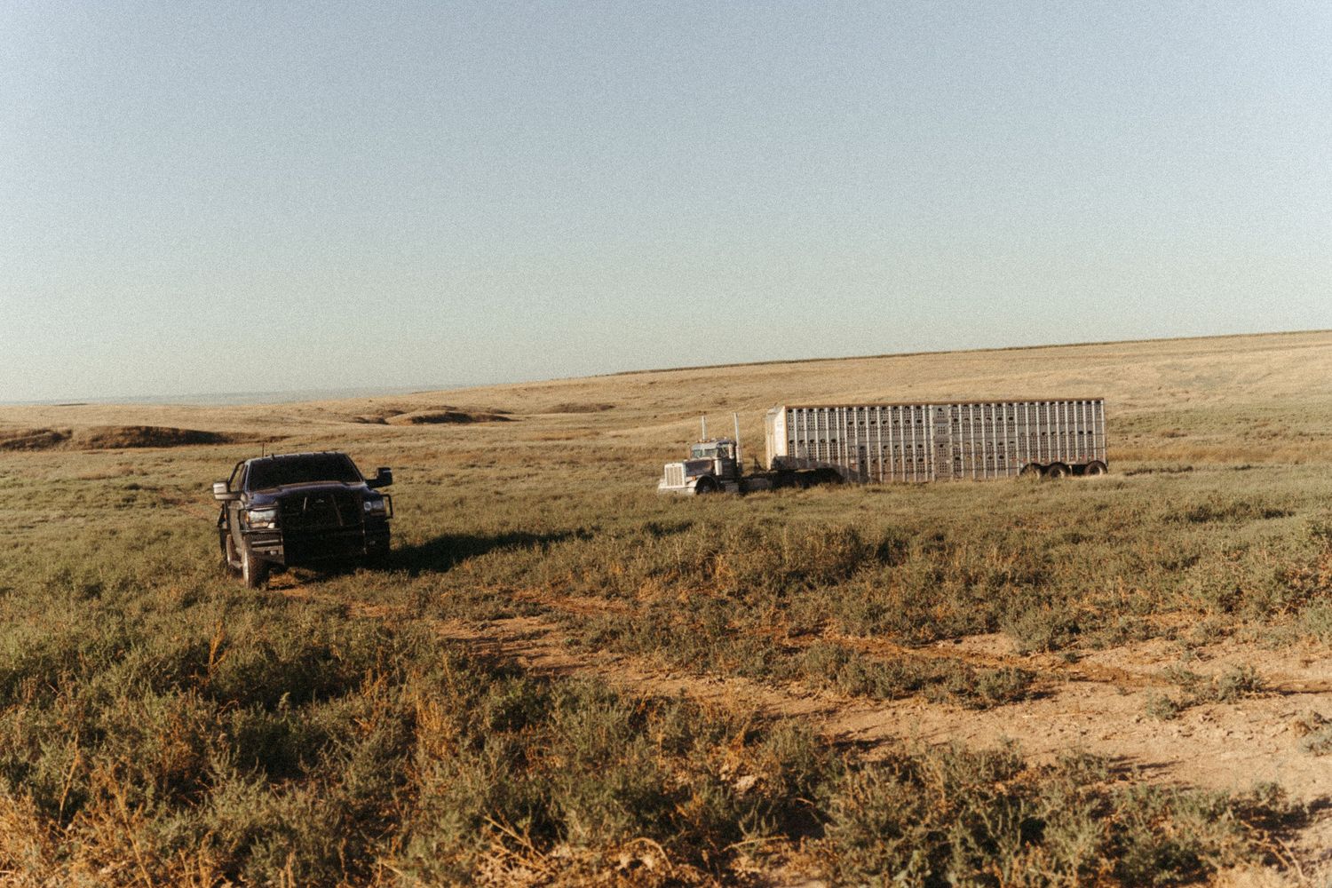 A black pickup truck and livestock trailer parked in a vast open prairie grassland under a clear blue sky.