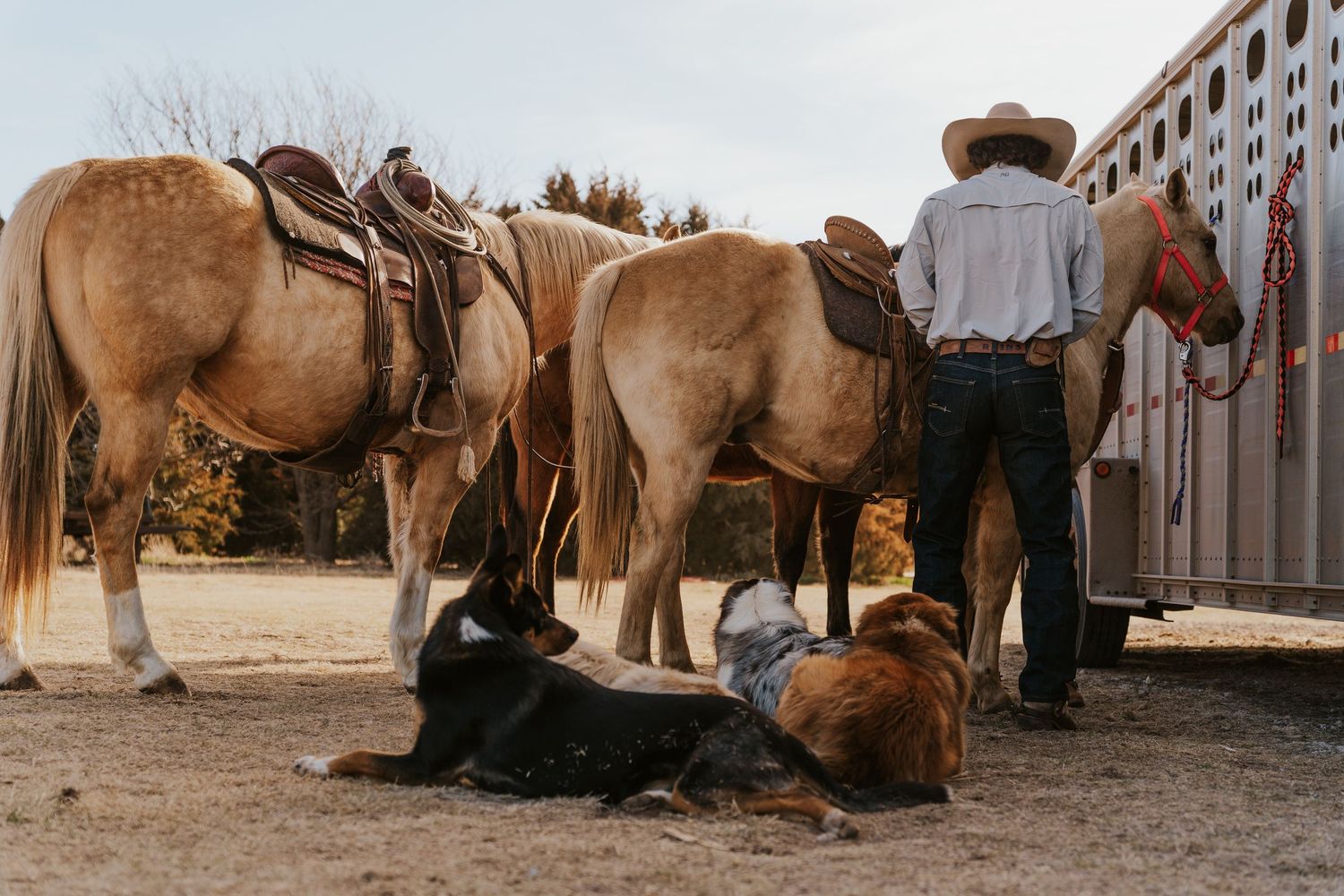 Cowboy stands beside two saddled palomino horses near a trailer with dogs resting on the ground.