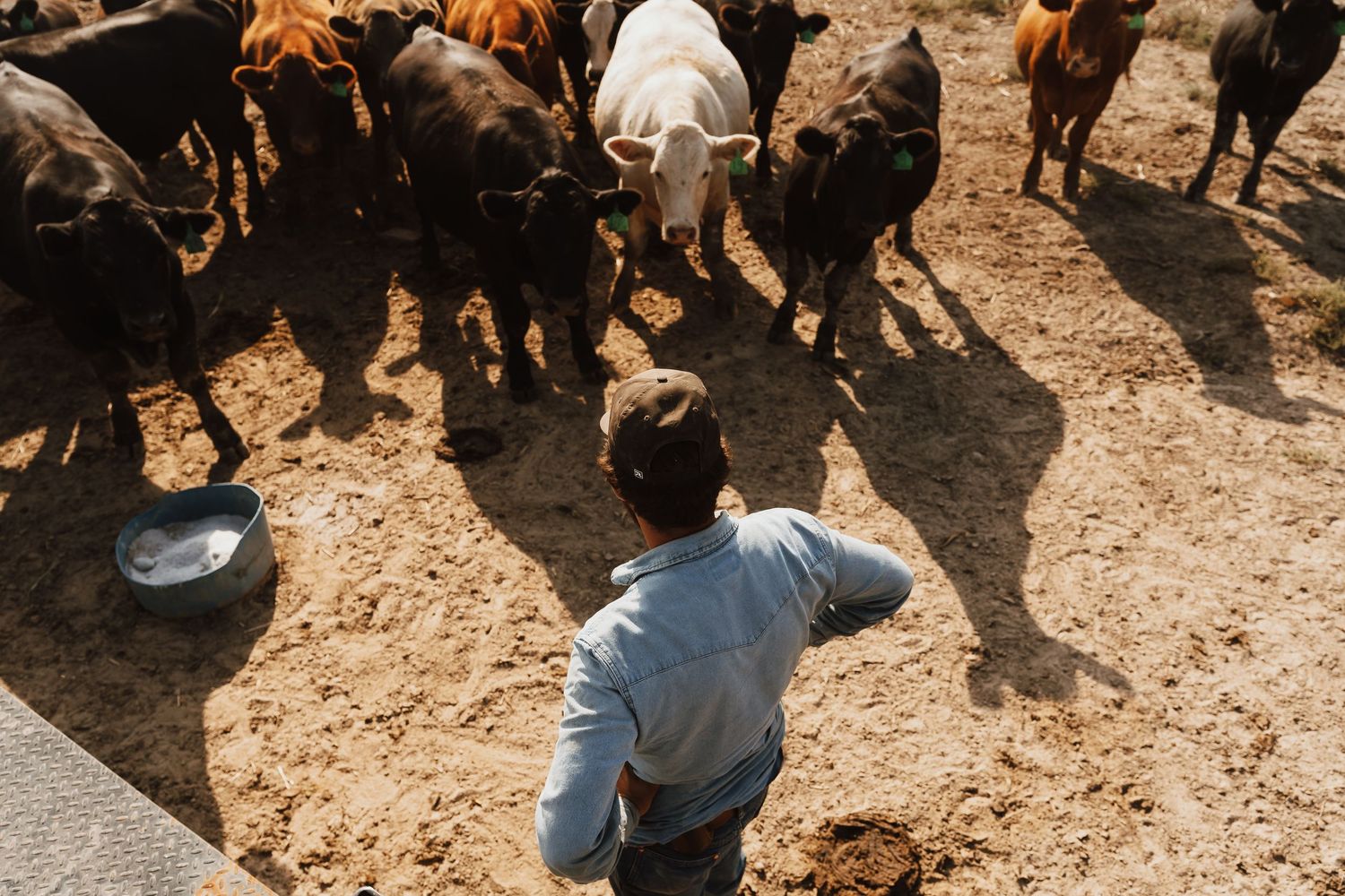 Farmer standing in a dusty pen surrounded by a herd of cattle on a sunny day at a rural farm.