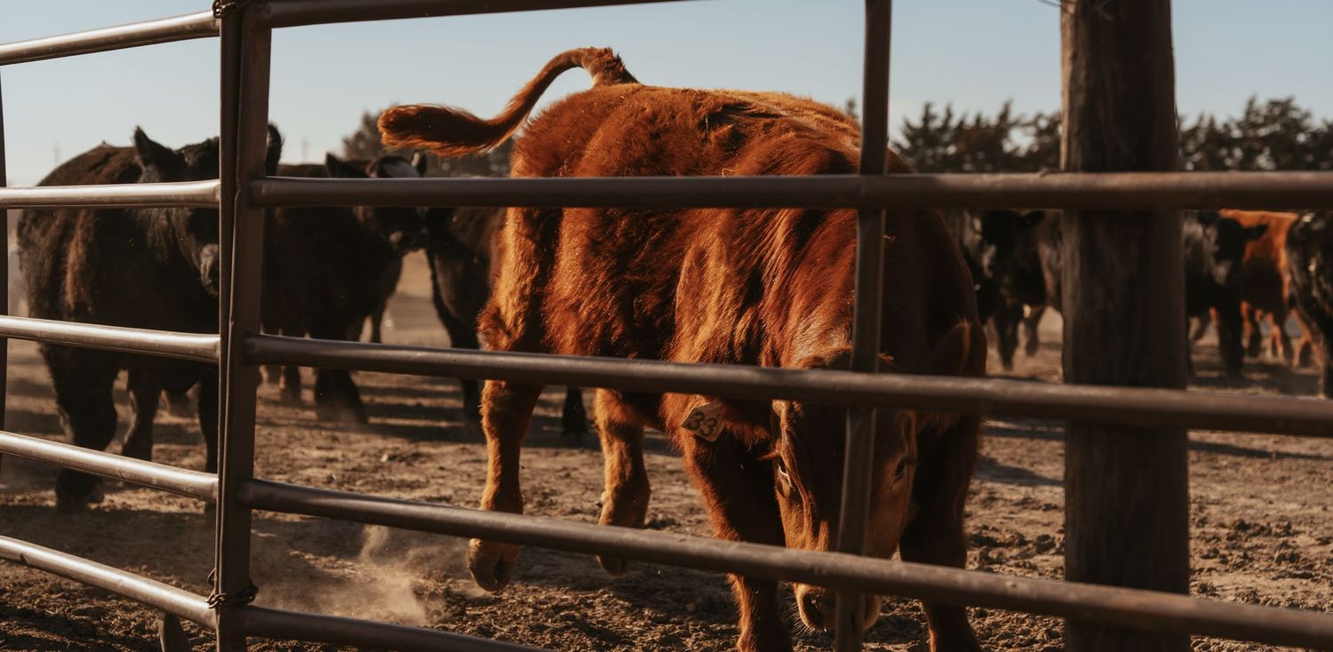 Shaggy brown Highland cattle standing behind metal gate panels in a dusty ranch feedlot.