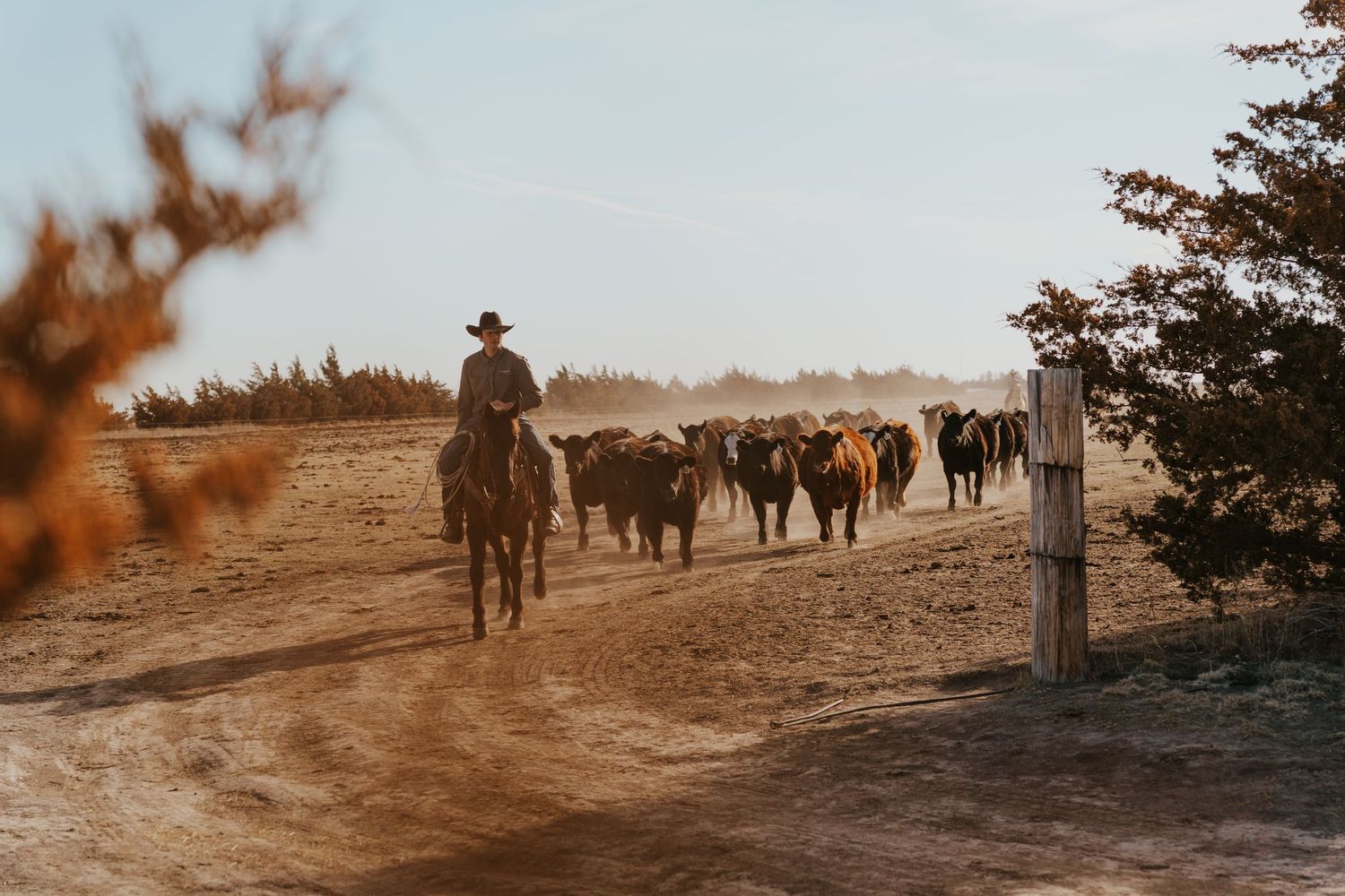 A cowboy on horseback herds cattle down a dusty ranch road at golden hour in an open western landscape.