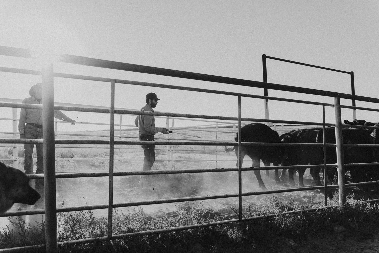 Black and white photo of farmers herding cattle in a pen at sunrise on a rural farm.