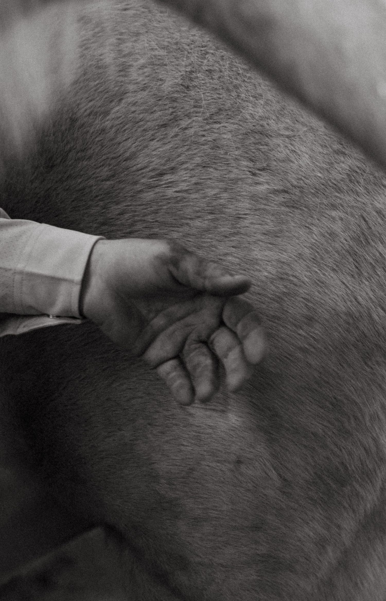Black and white close-up of a human hand pressing against the coat of a horse.