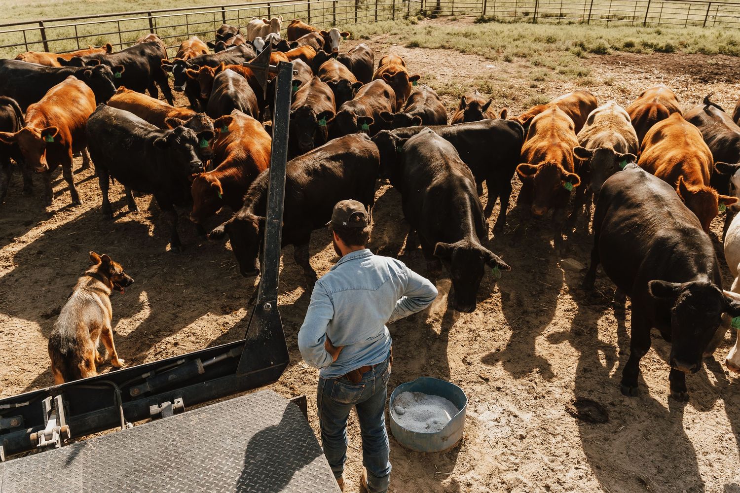 Farmer feeding a large herd of brown and black cattle in a dusty ranch pen, viewed from above.