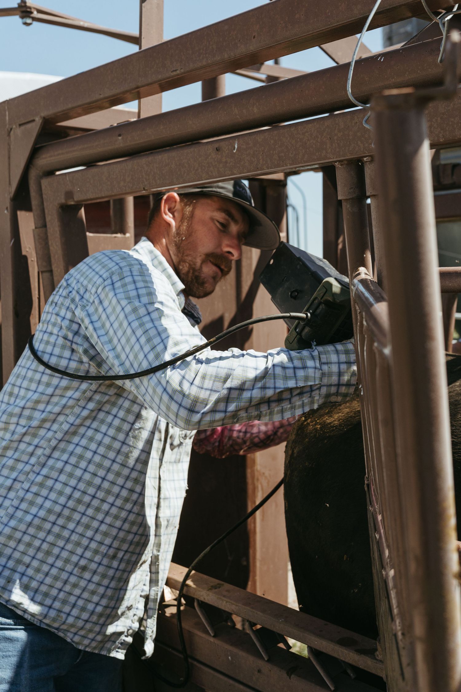 A rancher in a plaid shirt and cowboy hat works with metal cattle chute equipment on a sunny day.