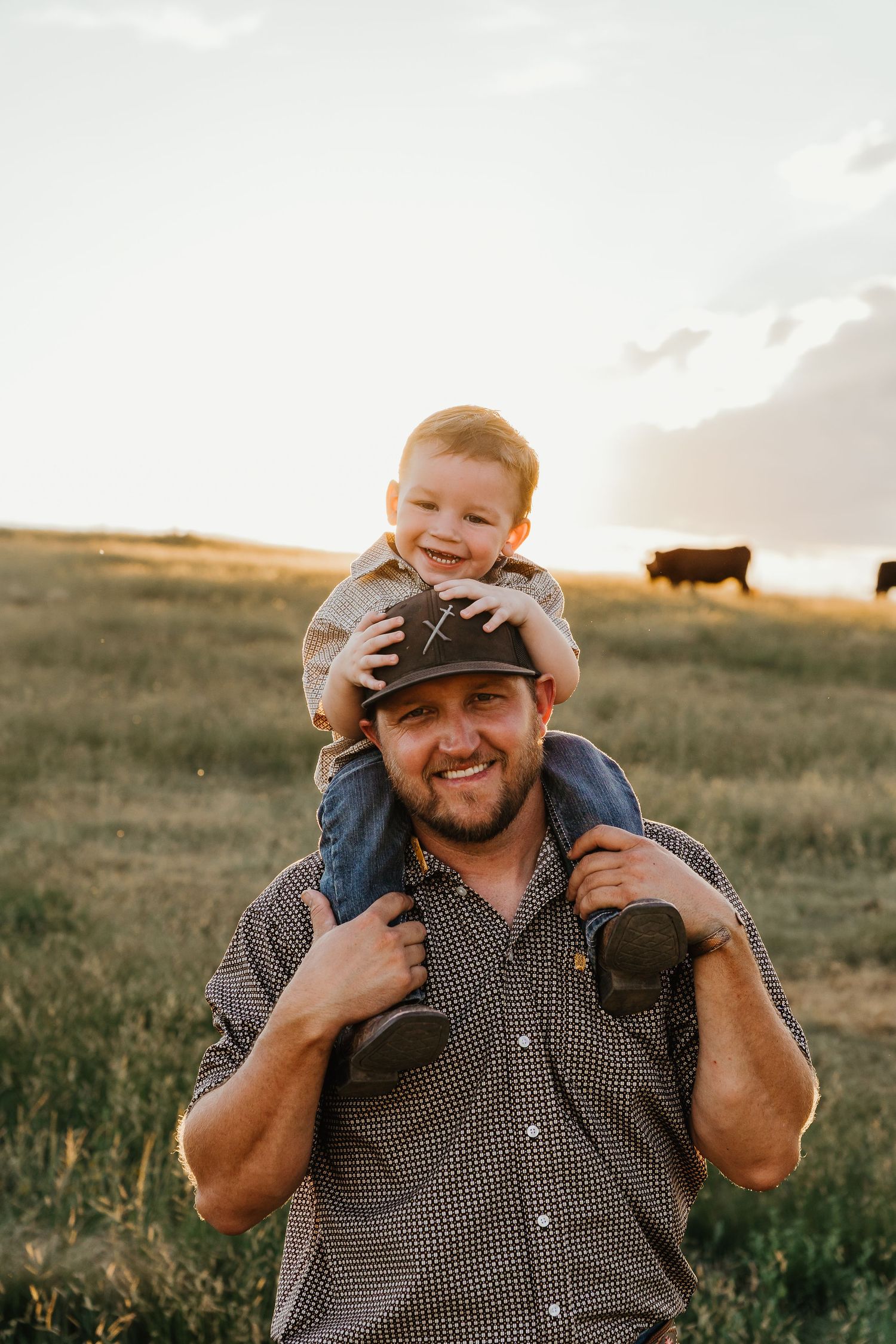 Smiling father carrying happy toddler son on shoulders in golden sunset pasture with cattle.