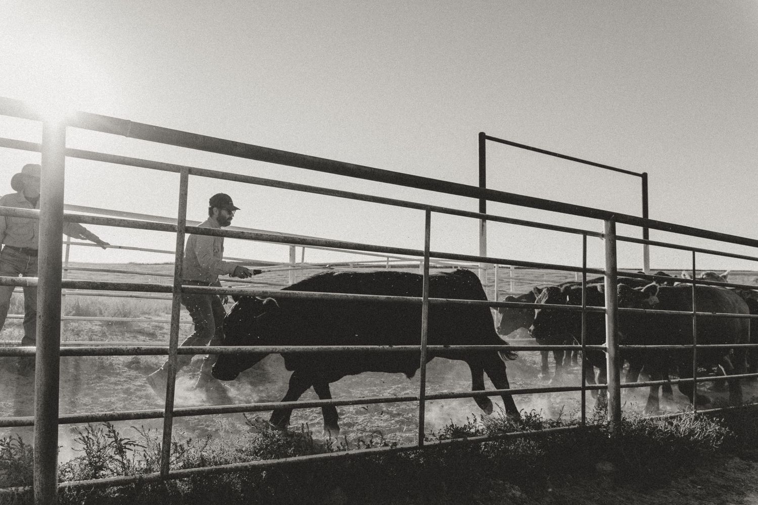 Black and white photo of cattle being herded through metal pens by a rancher at sunset.
