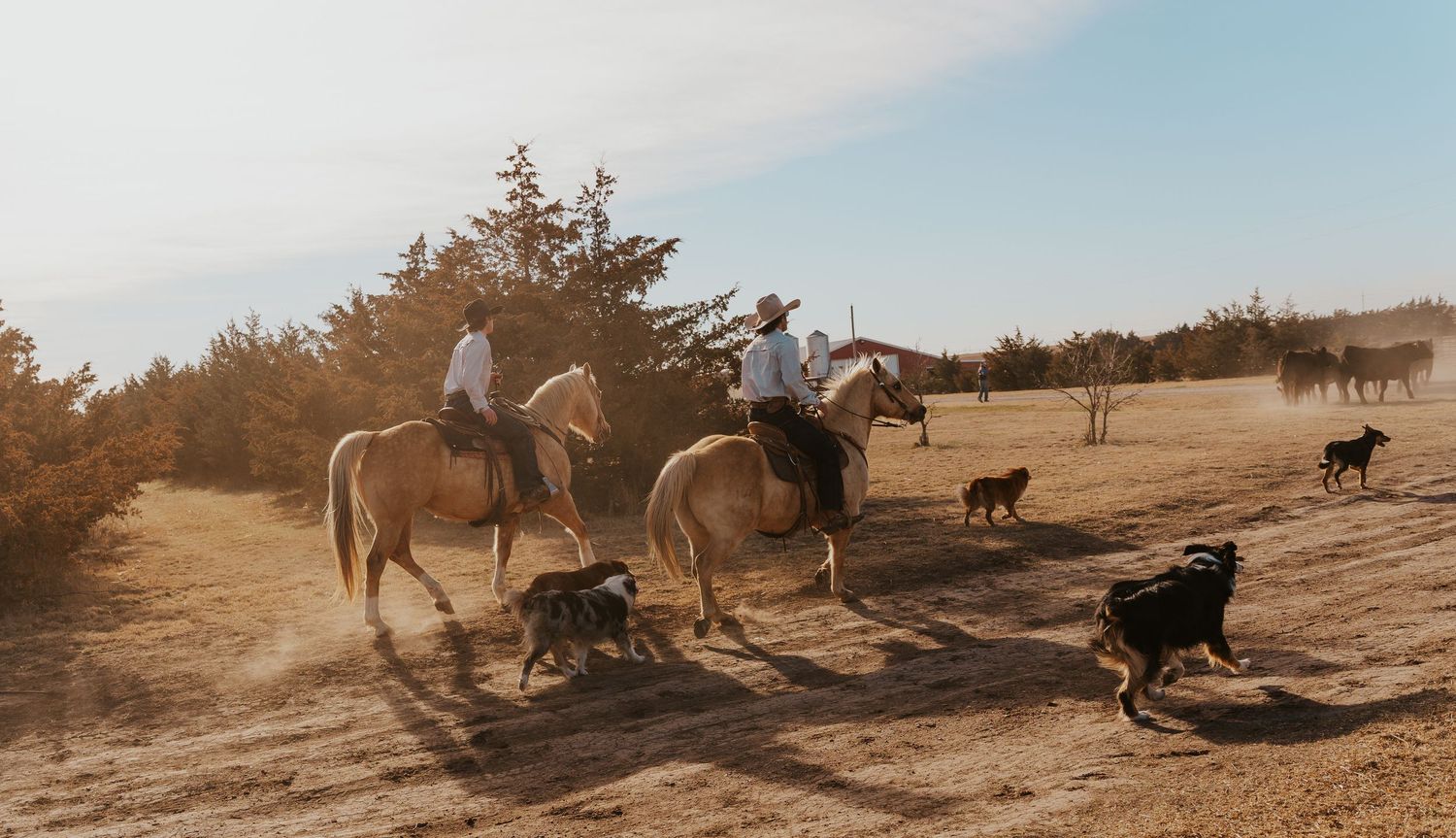Two cowboys on horseback ride through dusty terrain with dogs running alongside in golden afternoon light.