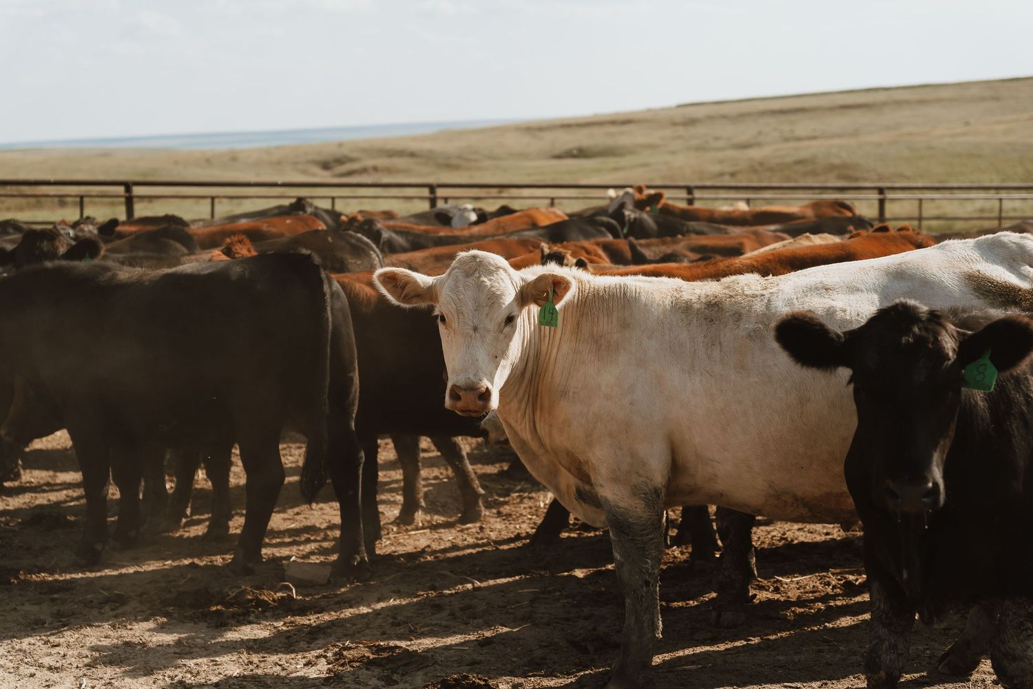 A white cow with green ear tag stands among brown and black cattle in a dusty ranch feedlot with open plains.