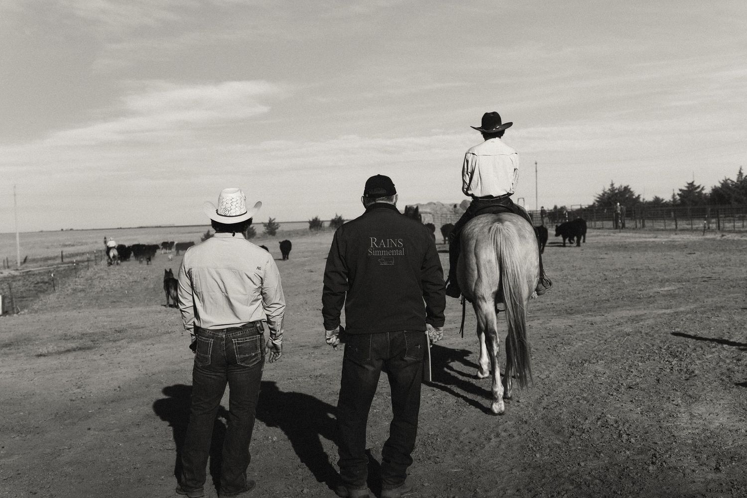 Black and white photo of two cowboys walking beside a rider on horseback herding cattle on a dusty ranch trail.