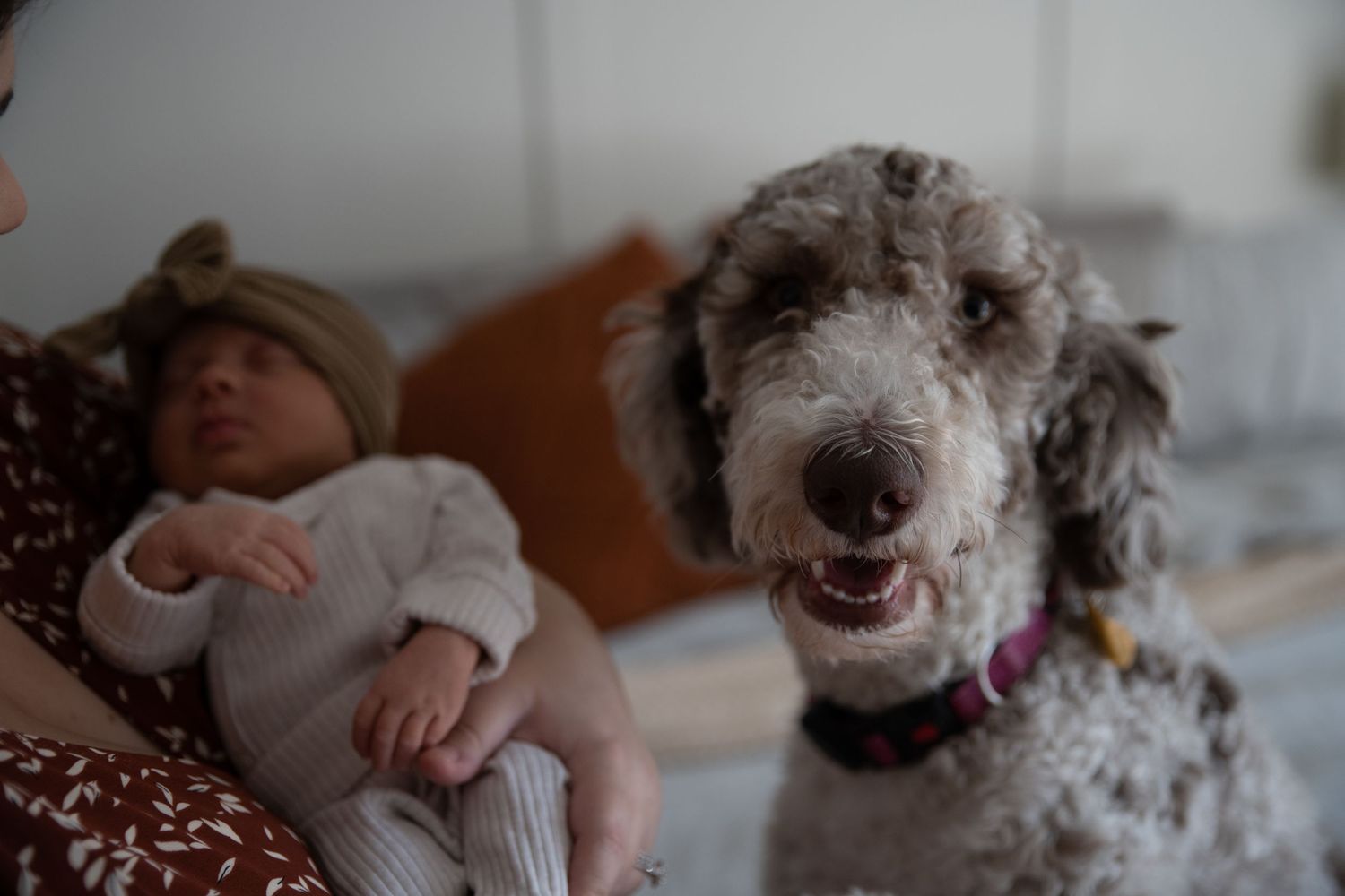 Gray fluffy dog laying on white bedding.