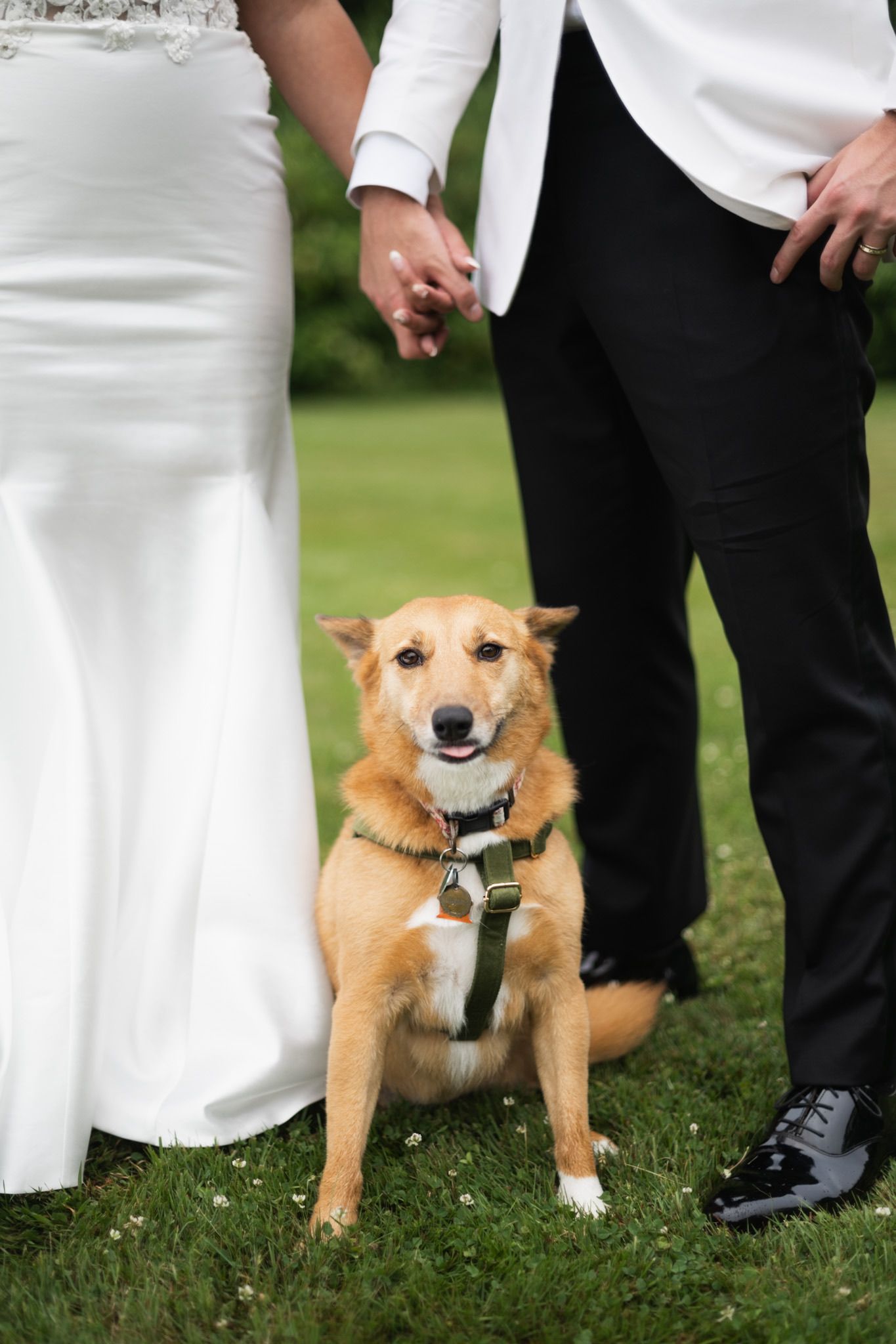 Happy golden dog wearing a bow tie sitting between formal wedding attire.