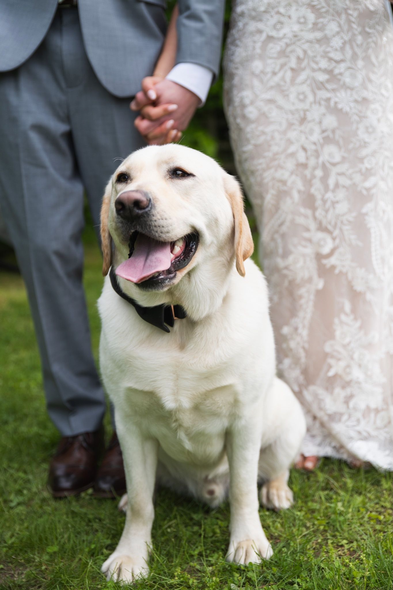 A happy yellow Labrador sits at a wedding wearing a black collar next to the couple.