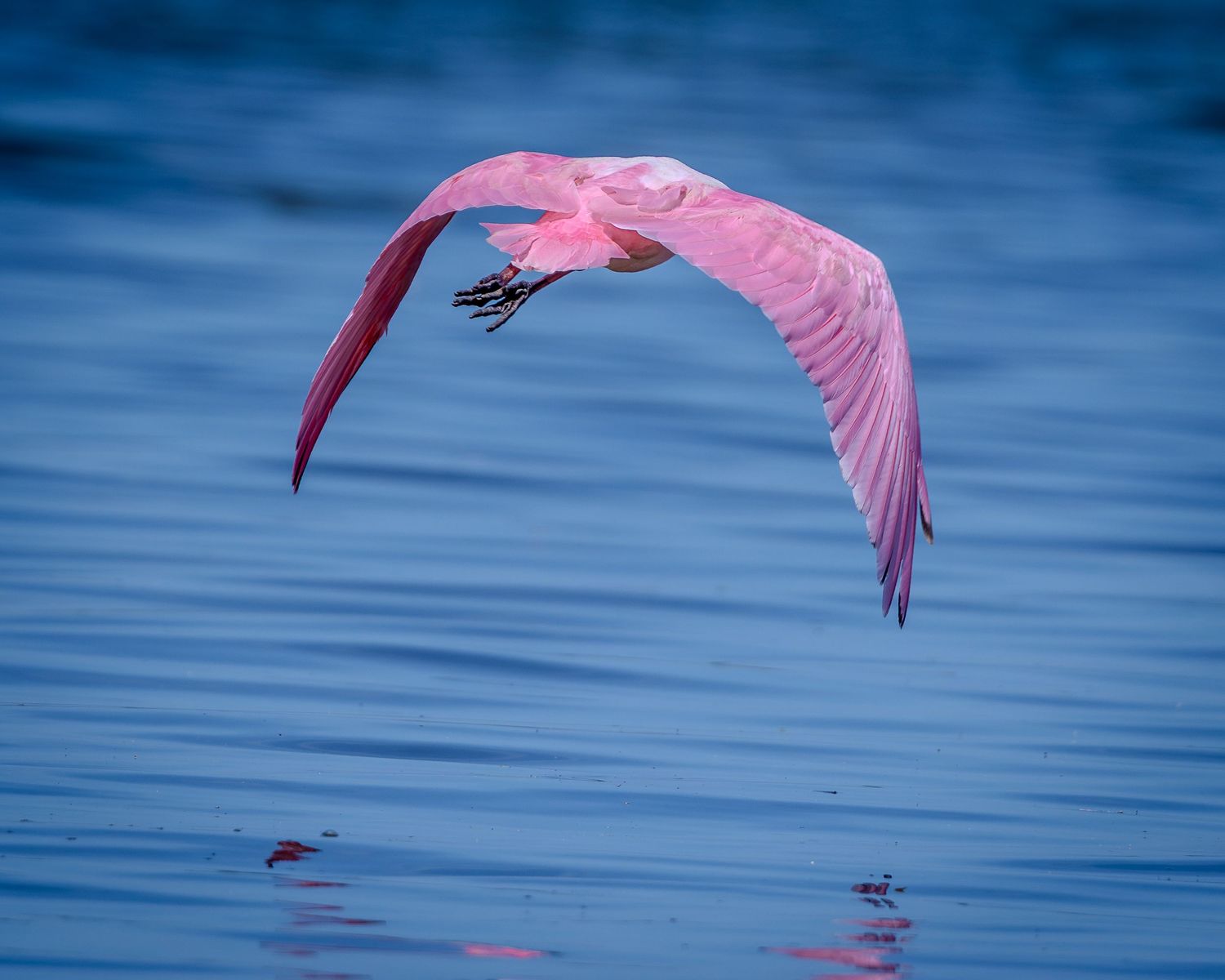 A roseate spoonbill flies low over smooth blue water with its pink wings arched downward.