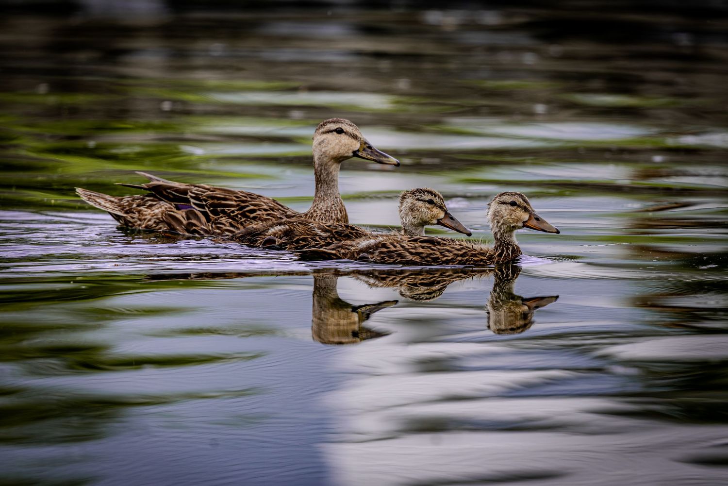 Mother duck swimming with two ducklings across the reflective waters of Kings Bay.