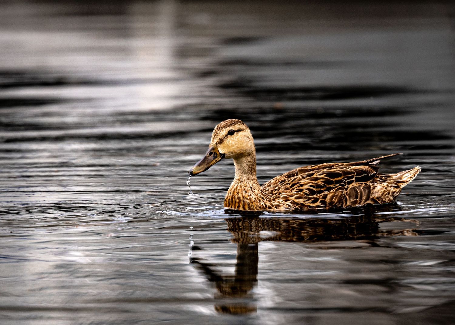 Mallard Mother