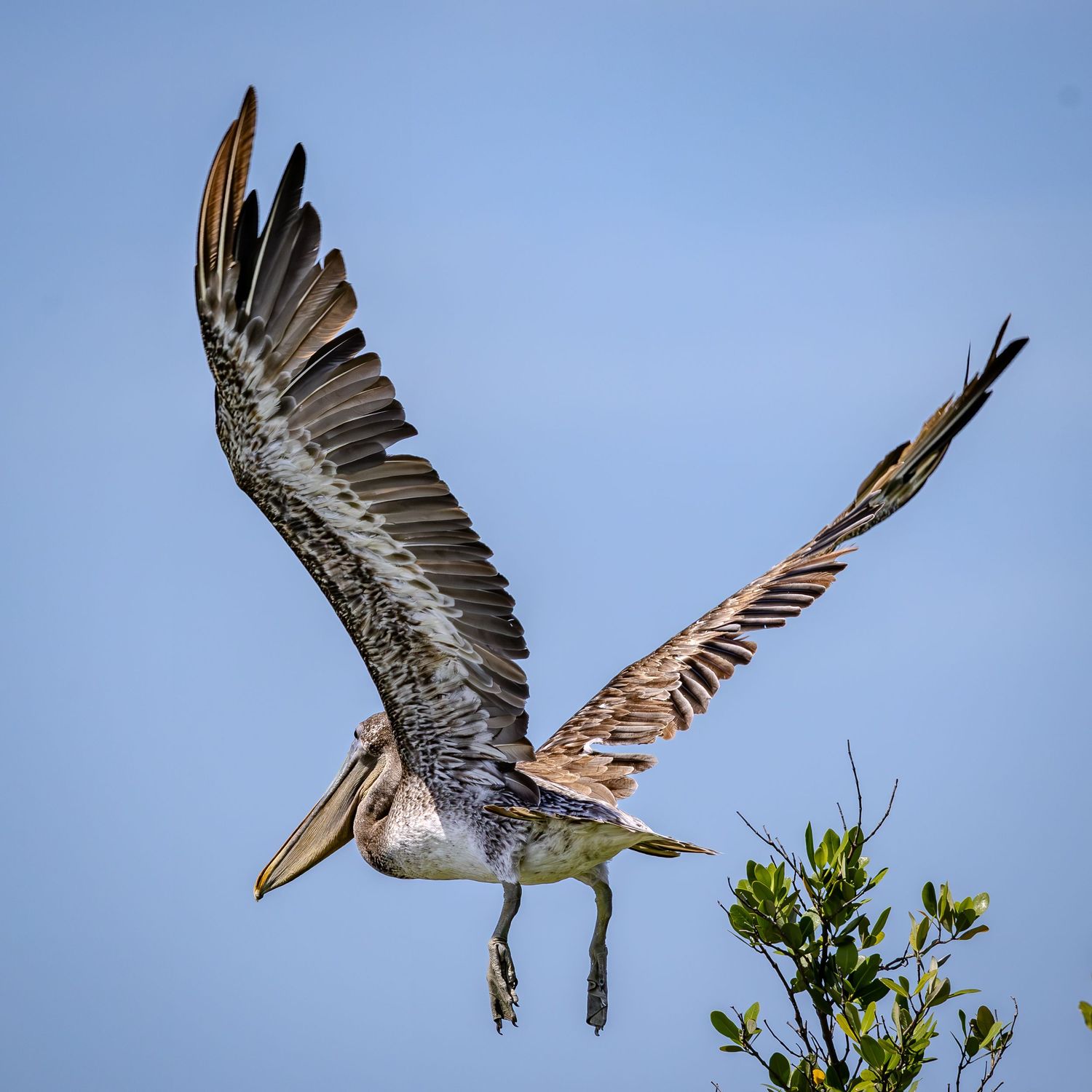A brown pelican spreads broad wings while lifting away from a mangrove perch.