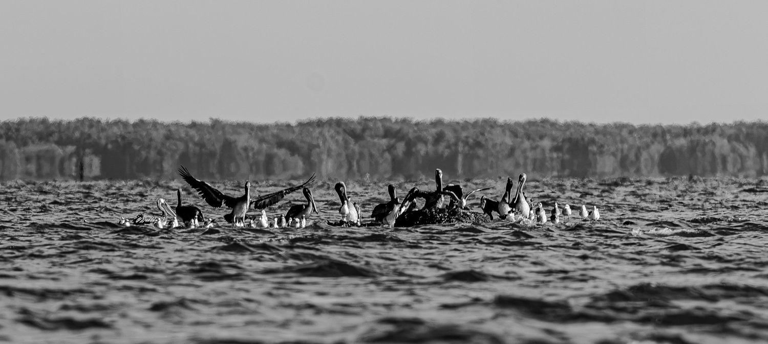 Pelicans and smaller shorebirds gather in a feeding line across wind-ruffled open water.