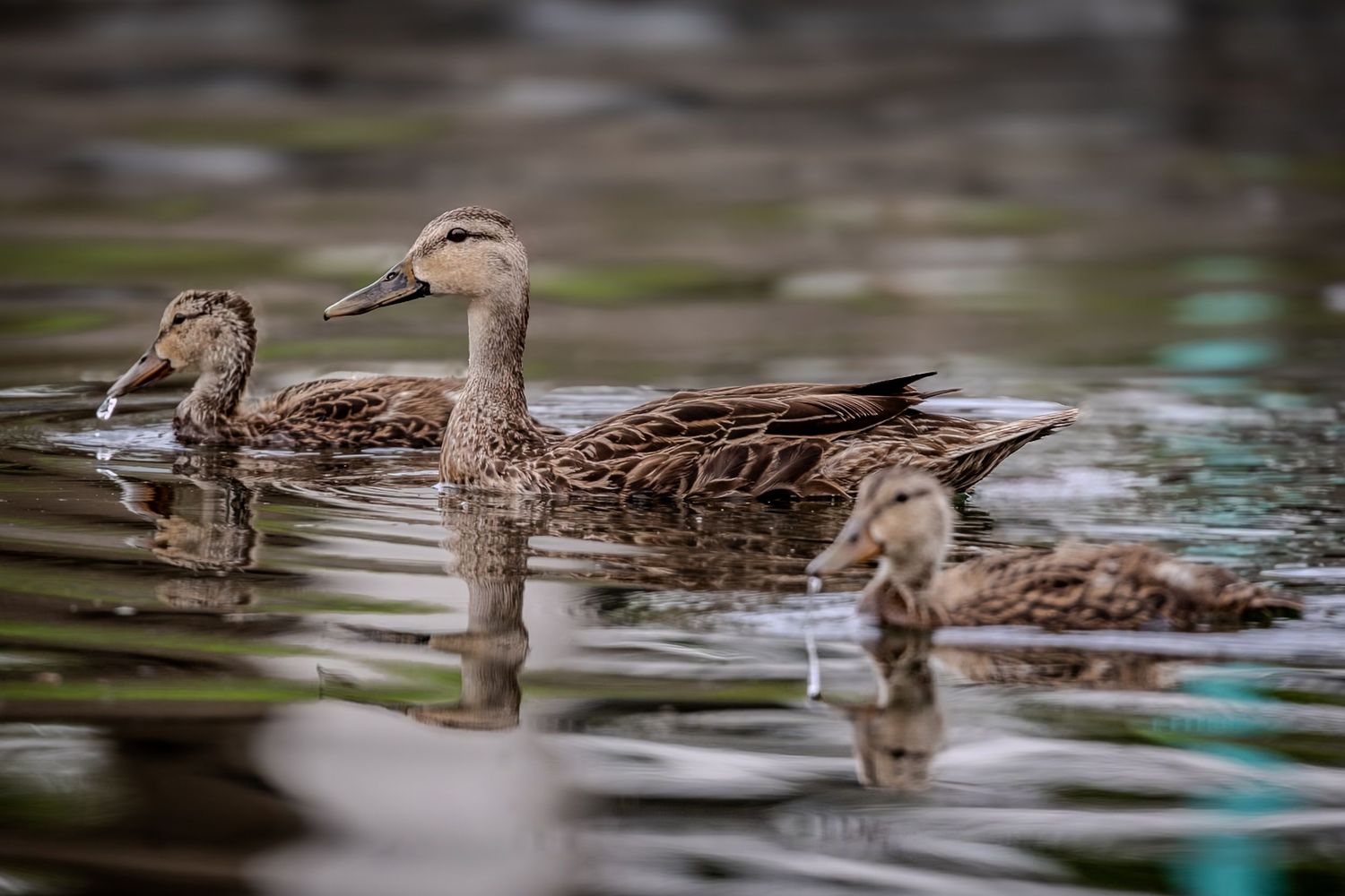 An adult duck swimming between two young ducks on softly reflected water.