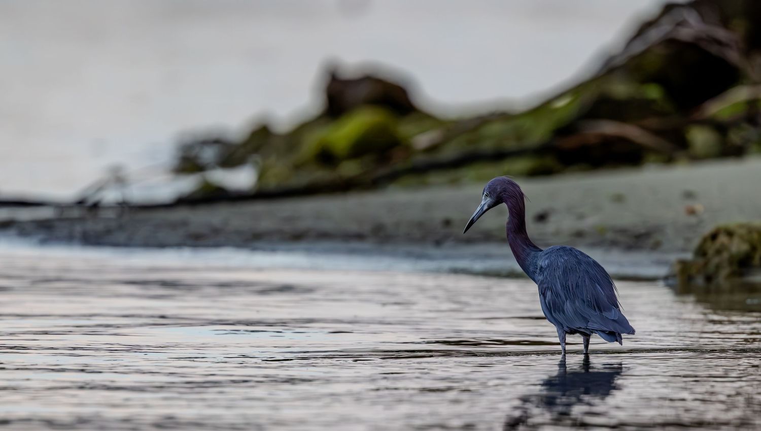 Little blue heron standing in shallow water beside the rocky shoreline of Hobo Cove.