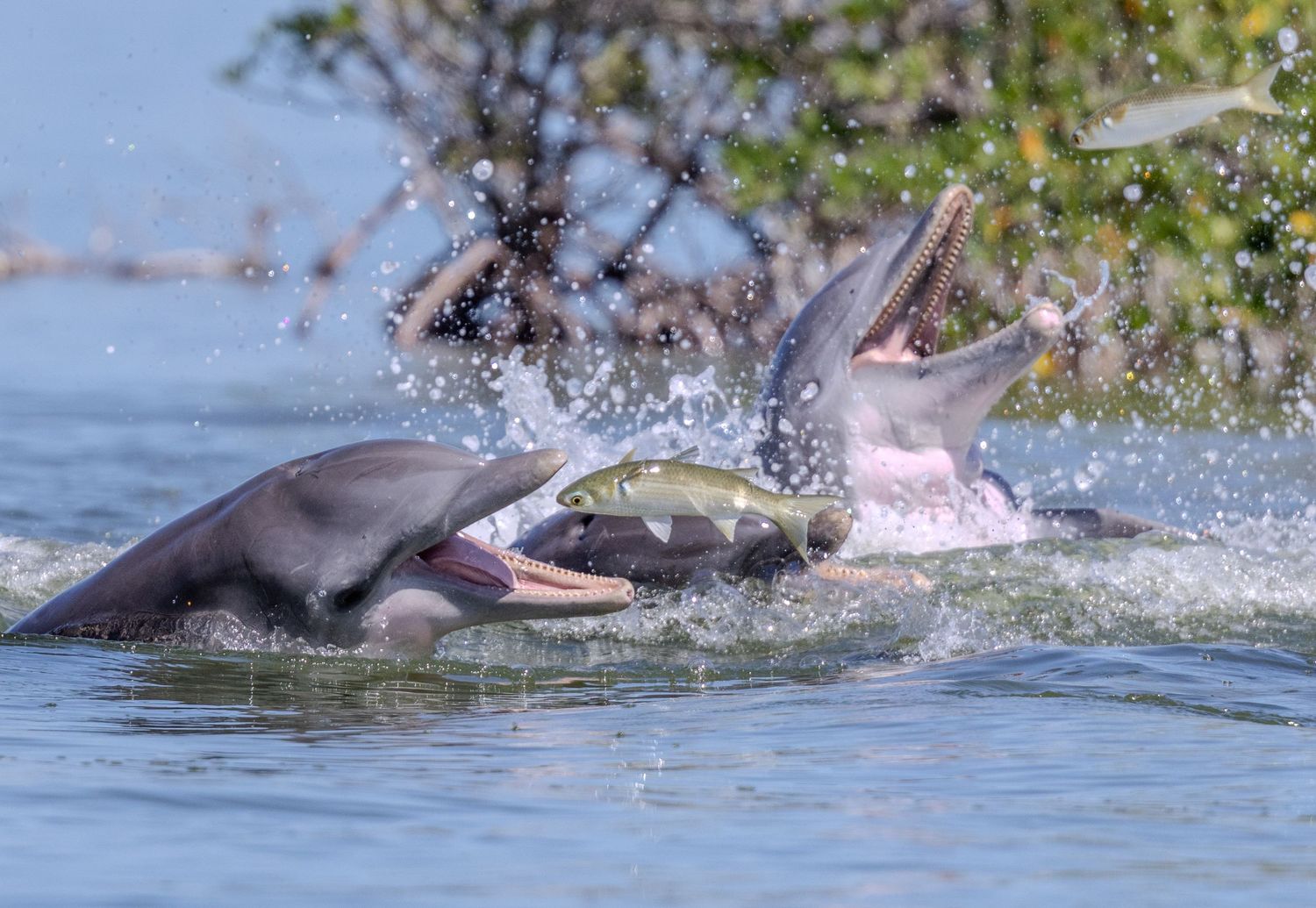 Dolphin Mud Ring