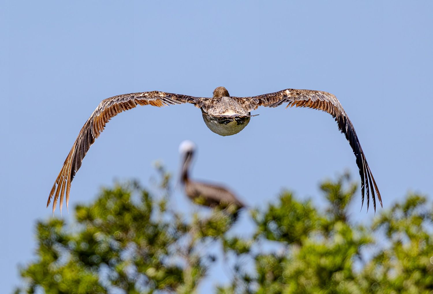 A brown pelican glides toward the camera above mangroves with another bird blurred behind.