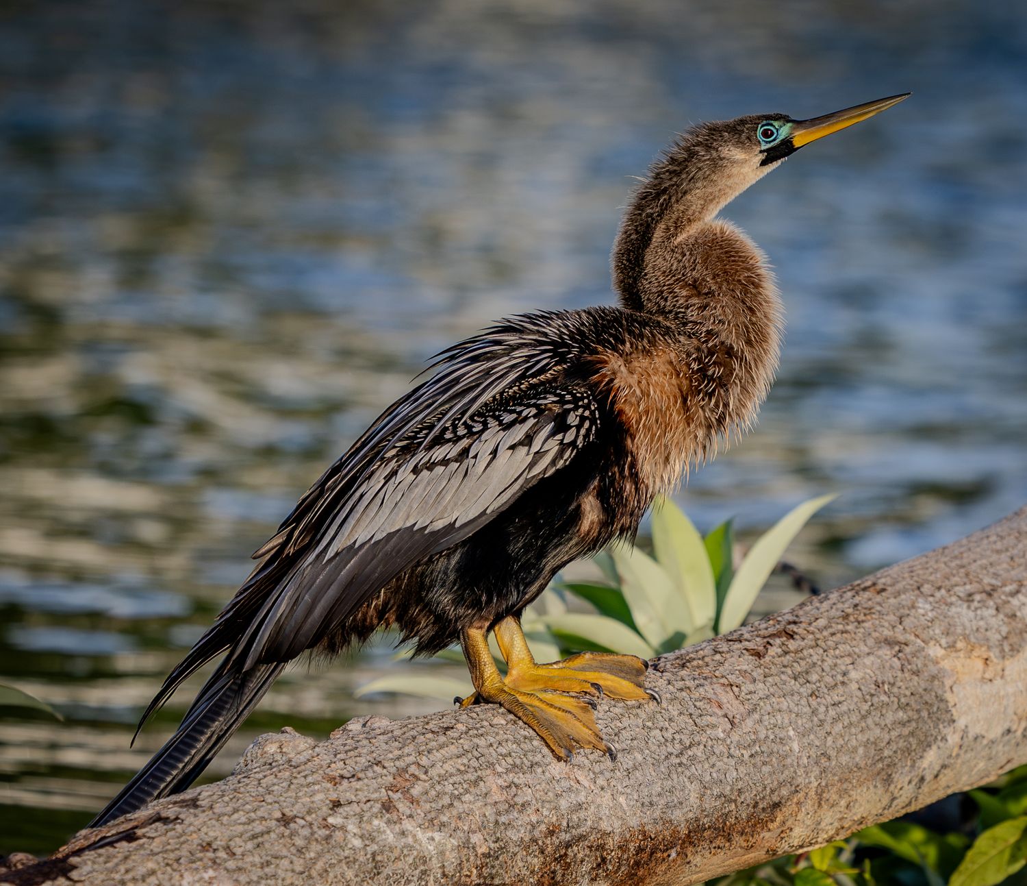 Anhinga perched on a sunlit branch in Hunter Springs, Crystal River, Florida.