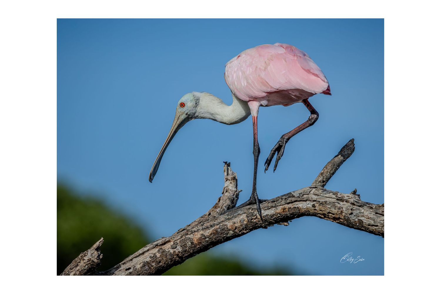 SS-010 — Poised in Pink