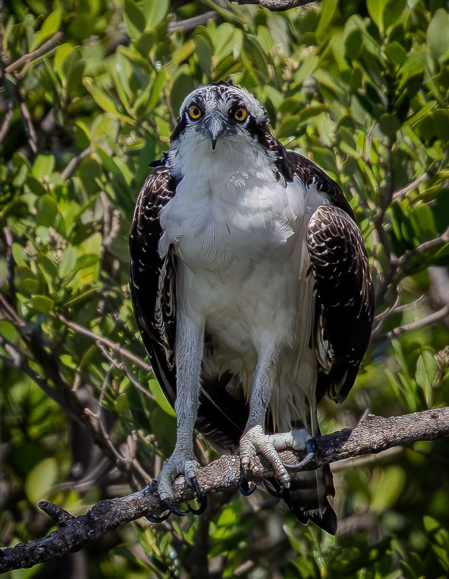 An osprey faces the camera from a mangrove branch, its yellow eyes fixed forward.