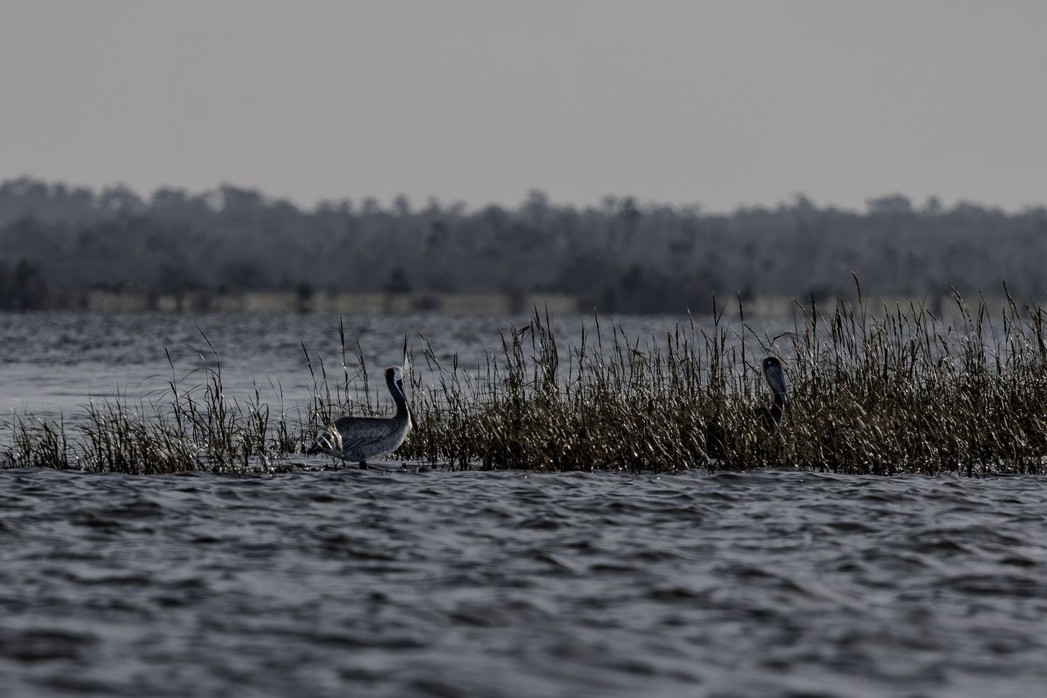 Two pelicans stand partly concealed in a band of marsh grass across wind-darkened water.