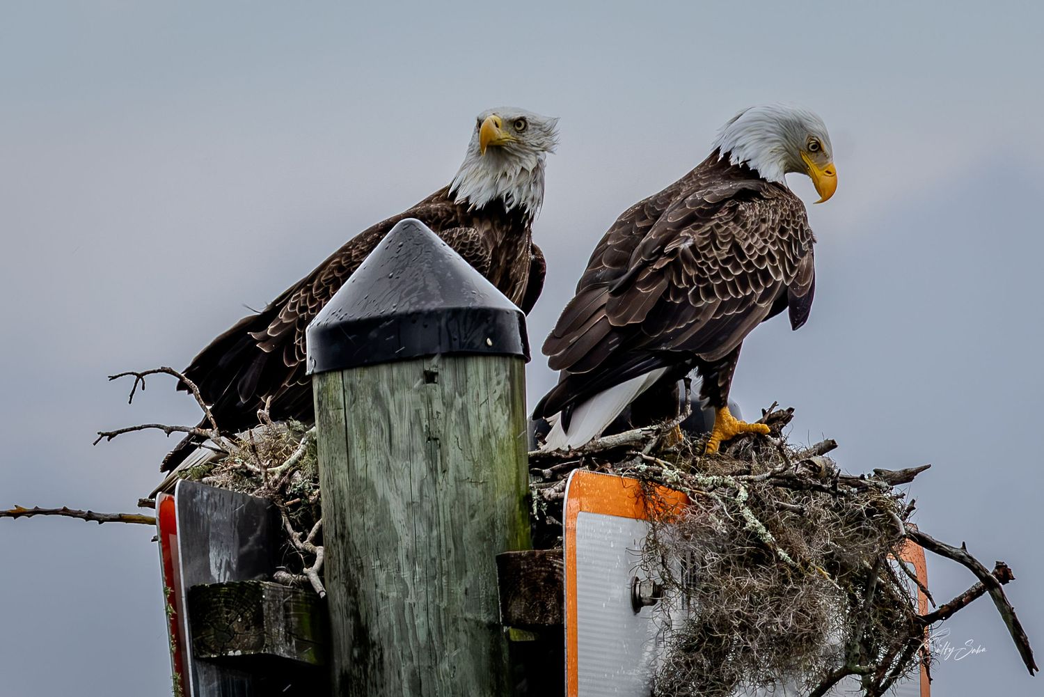 Two bald eagles perch together on a channel marker against a pale sky.