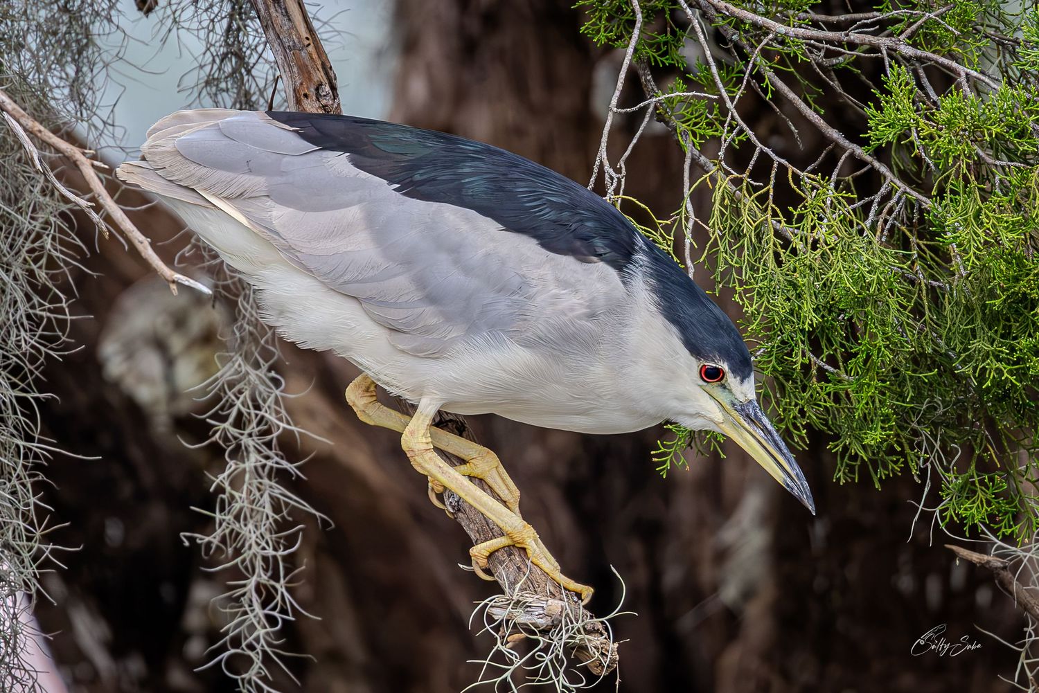 A night heron rests on a branch amid dense green foliage.