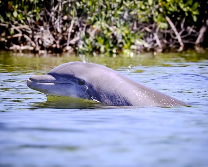 Dolphin Solo
